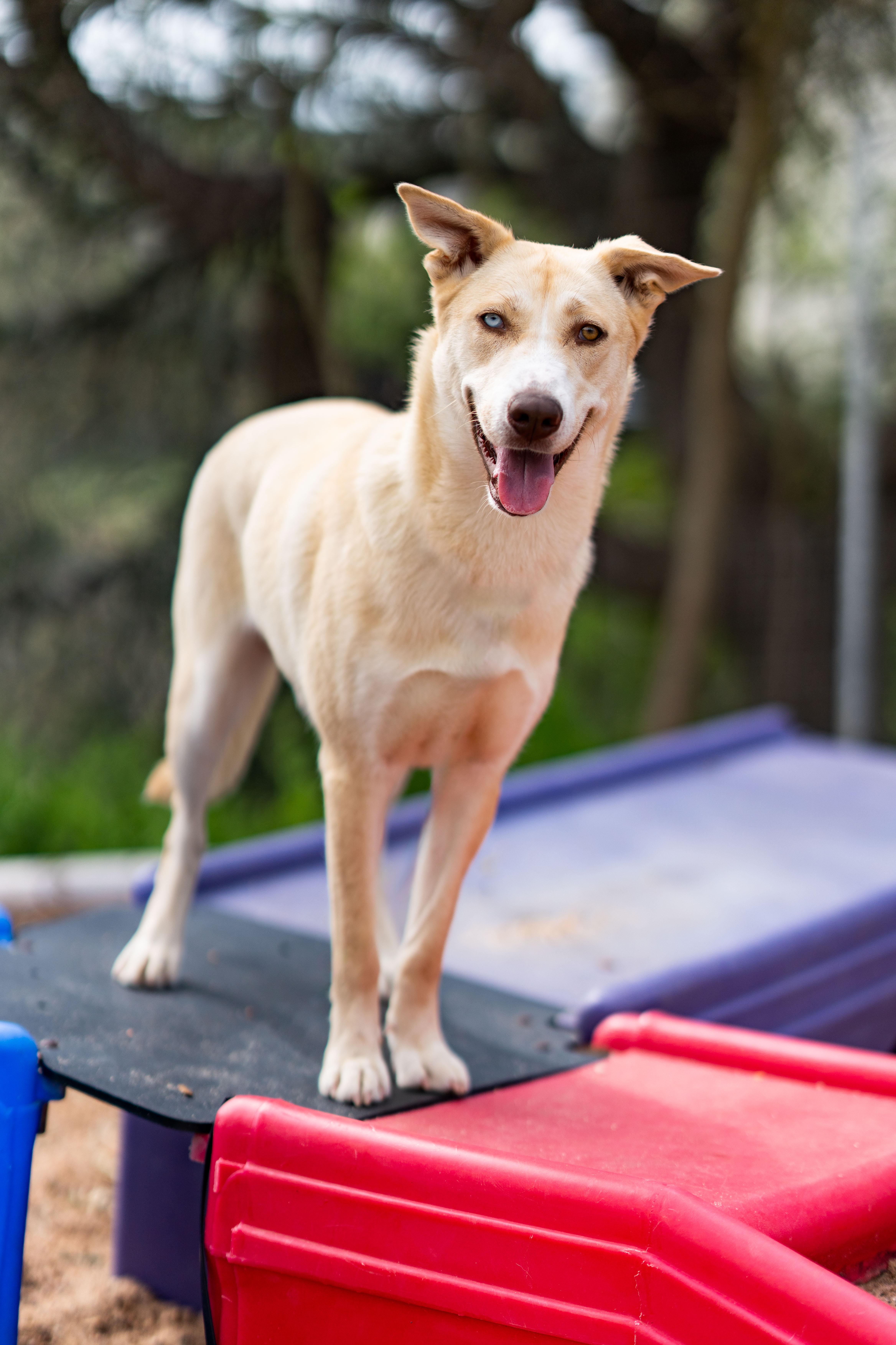 Vogue, a Adoptable mixed breed in Dripping Springs, TX image 1/4