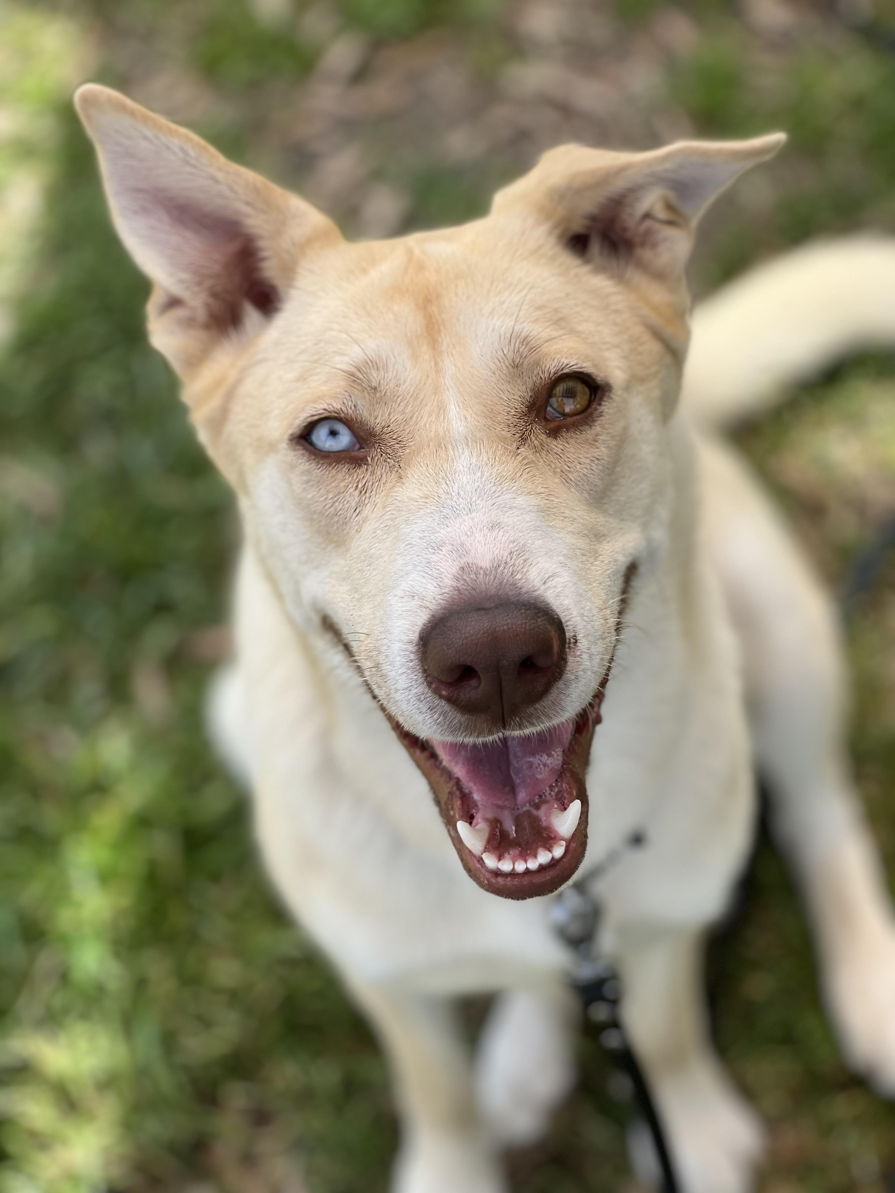 Vogue, a Adoptable mixed breed in Dripping Springs, TX image 3/4