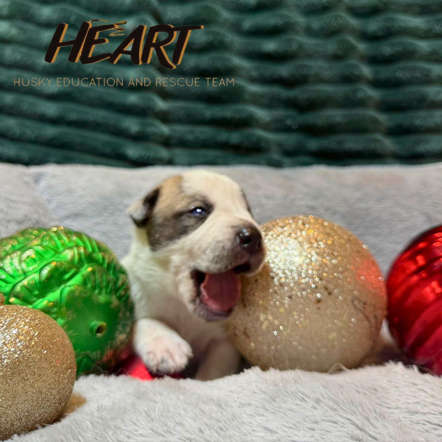 Shaggy - ON HOLD - NO MORE APPLICATIONS, Adoptable, Puppy Male Siberian Husky.