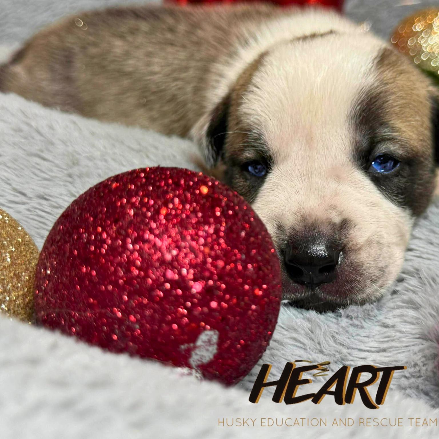 Shaggy - ON HOLD - NO MORE APPLICATIONS, a Adoptable Siberian Husky image 2/3