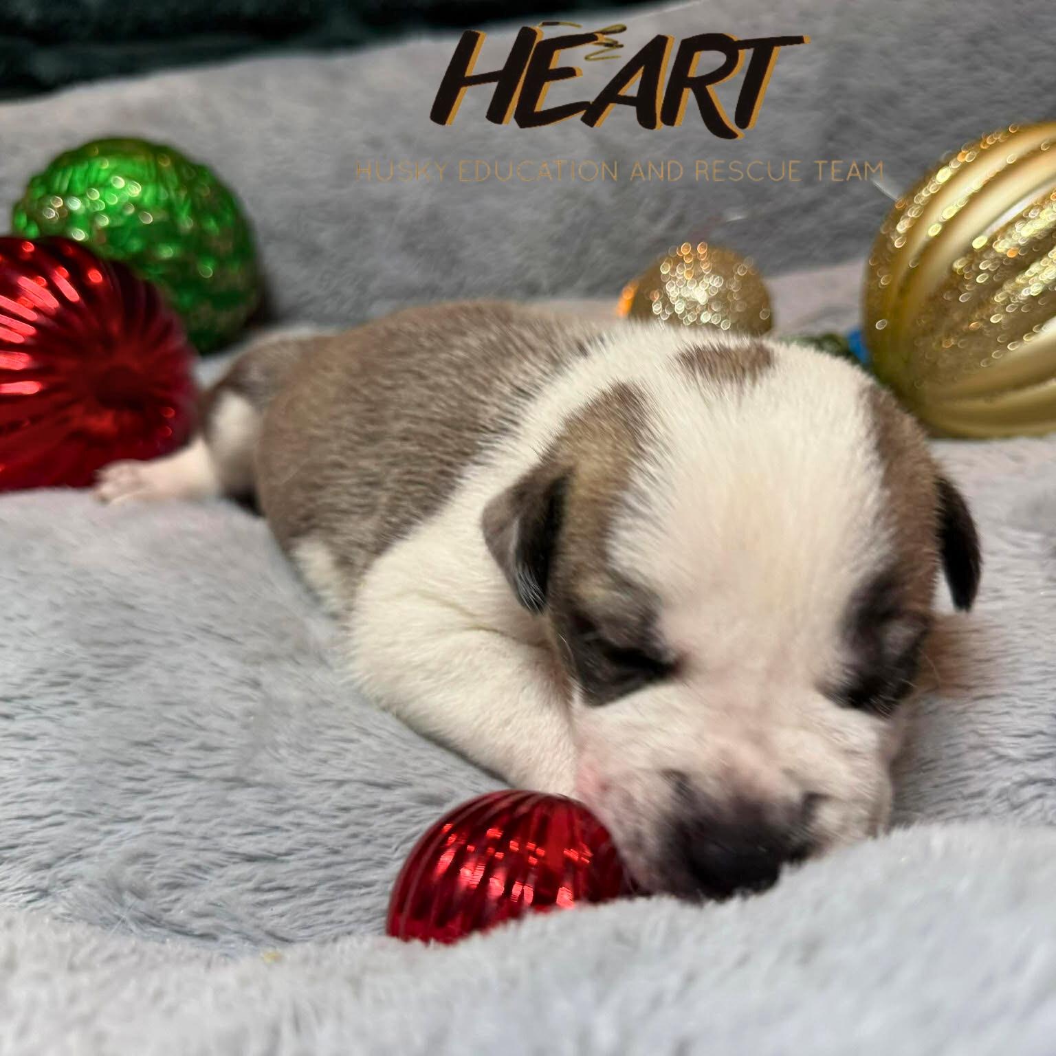 Shaggy - ON HOLD - NO MORE APPLICATIONS, a Adoptable Siberian Husky image 3/3