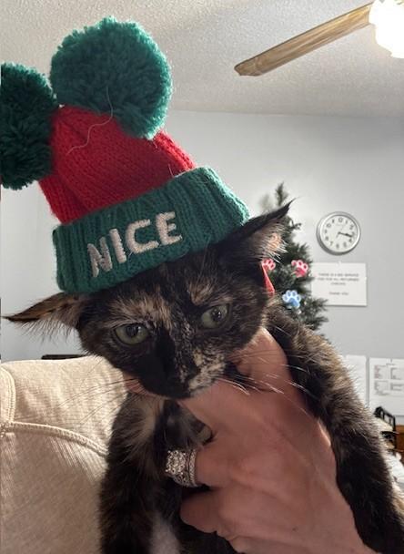 Enlarge Estelle, a ADOPTABLE Domestic Short Hair in Hutchinson, MN image 2/3