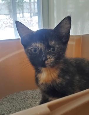 Estelle, ADOPTABLE, Kitten Female Domestic Short Hair.