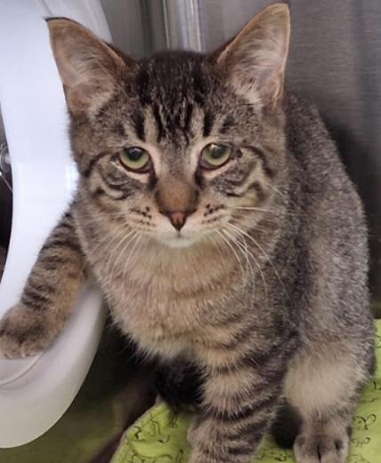Enlarge Cooper, a ADOPTABLE Tabby in Little Falls, MN image 1/1