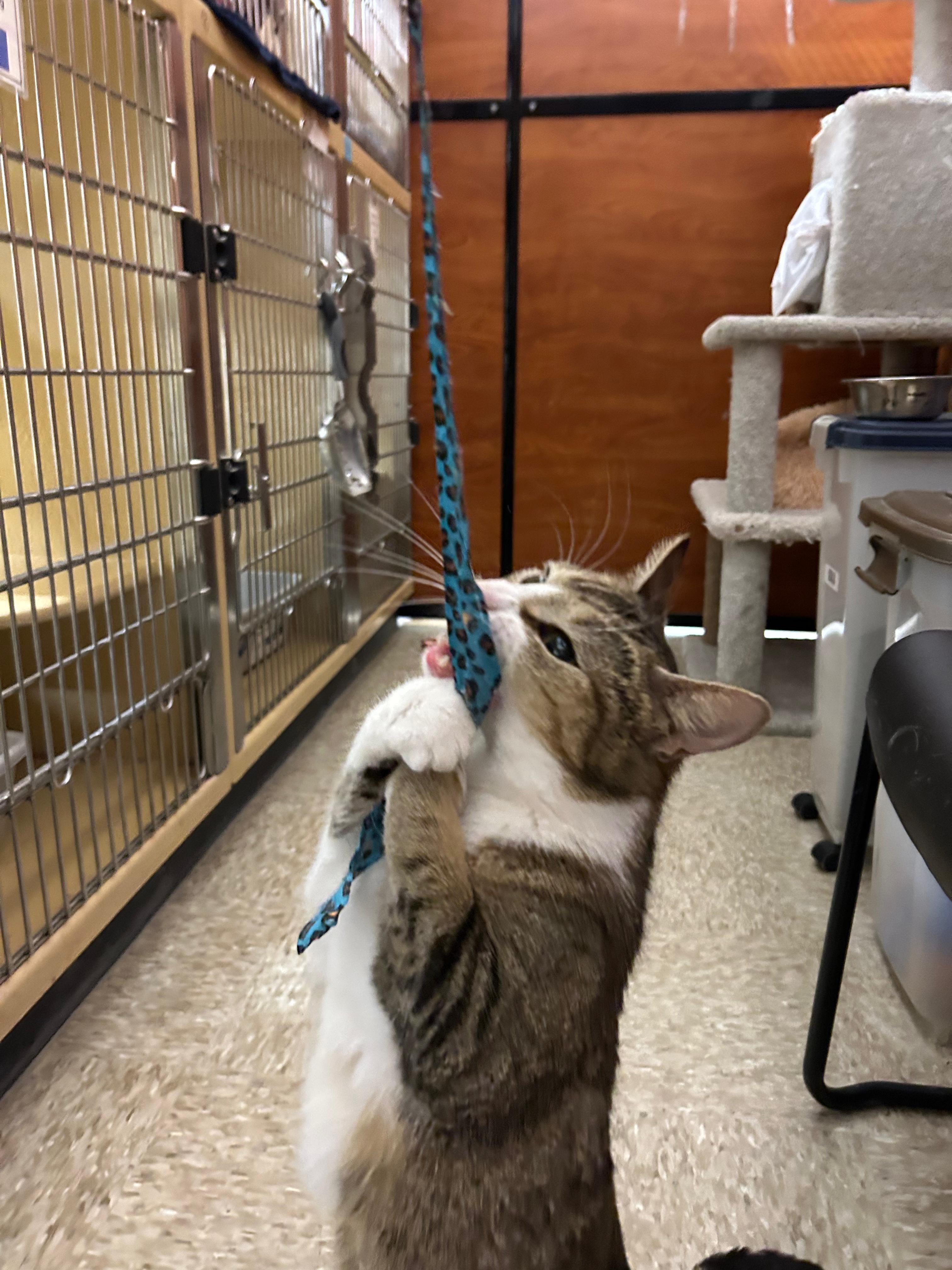 Enlarge Pretty Girl, a ADOPTABLE Domestic Short Hair in Canton, MA image 3/5
