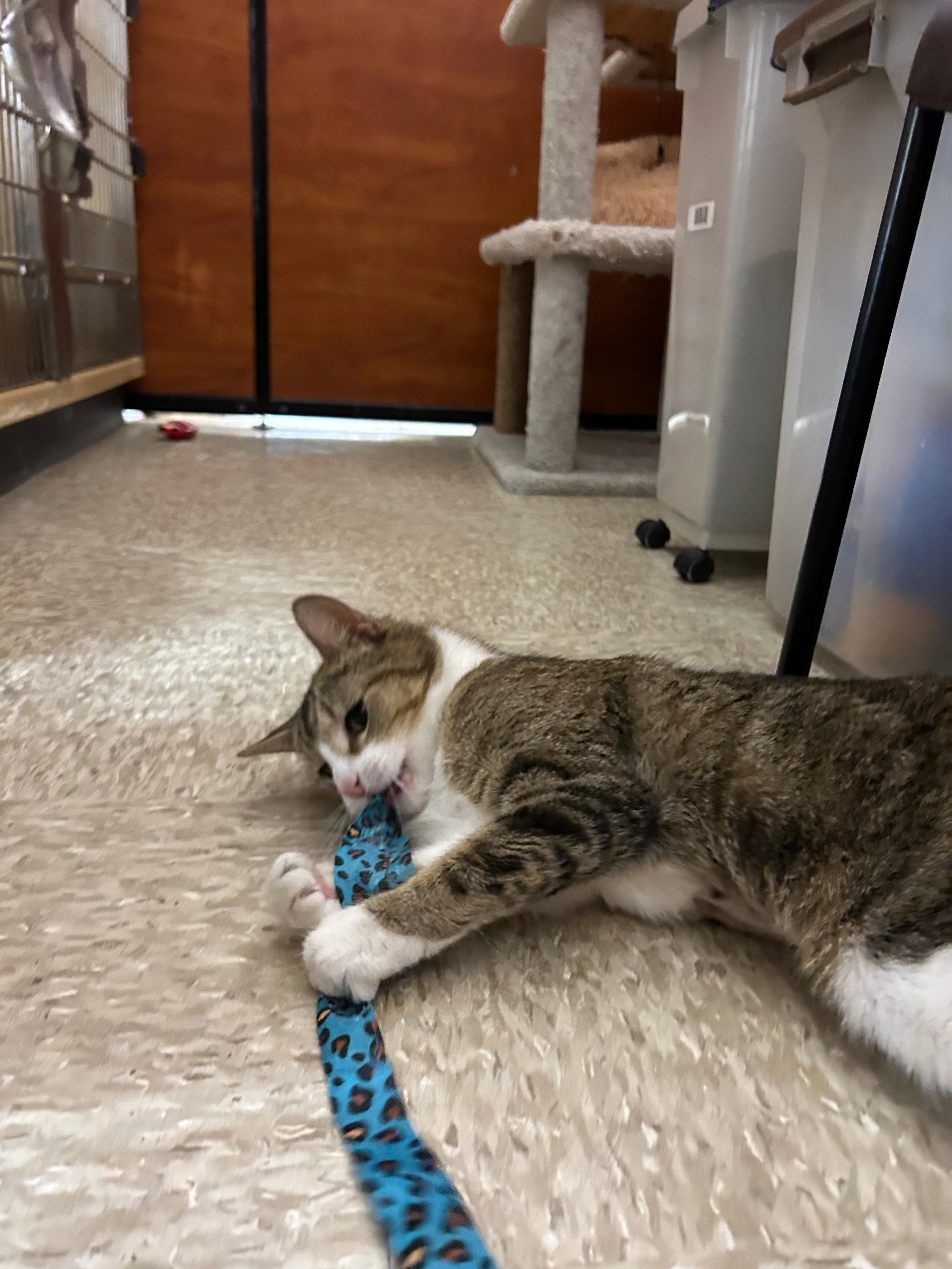 Enlarge Pretty Girl, a ADOPTABLE Domestic Short Hair in Canton, MA image 4/5