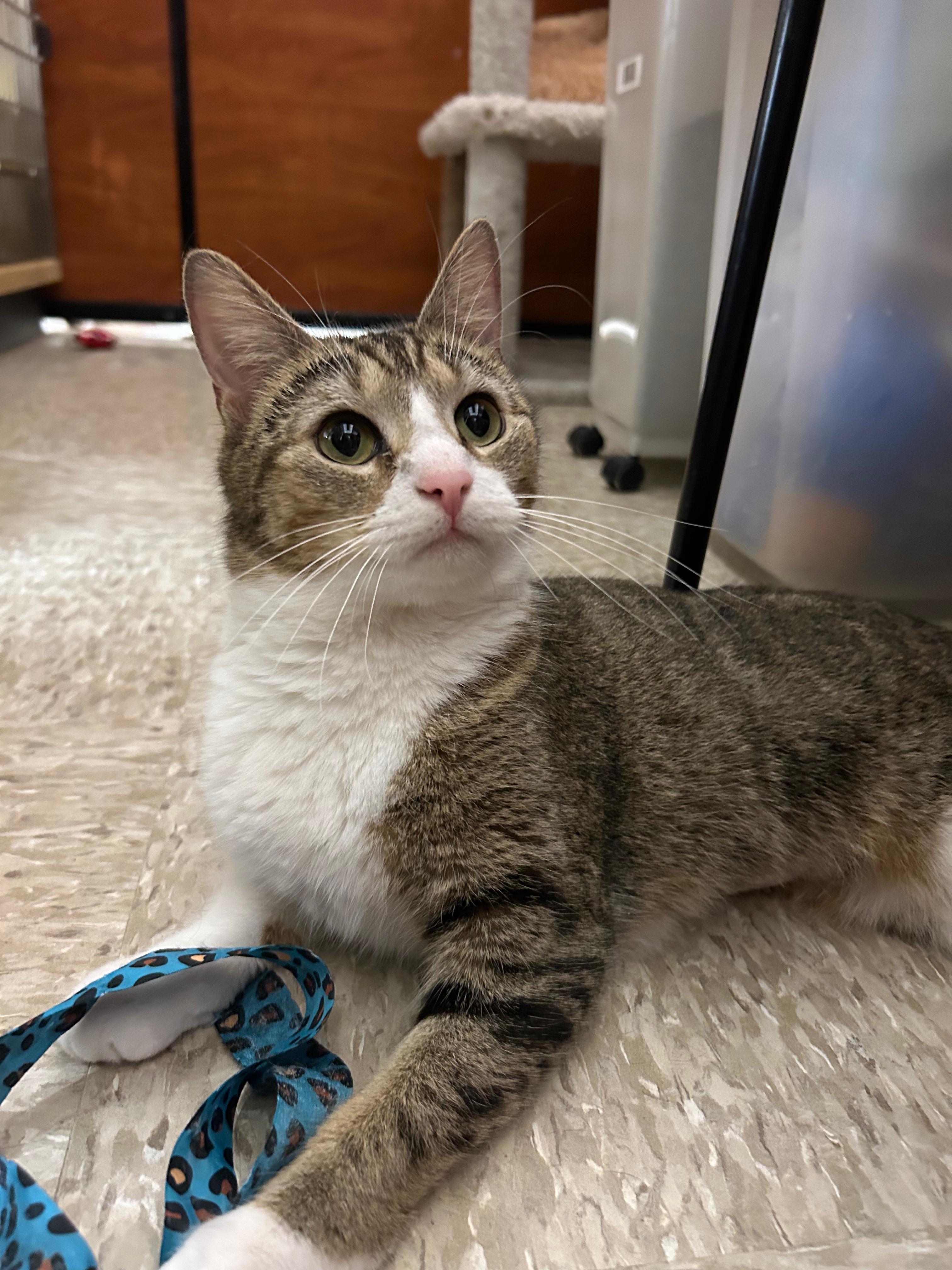 Enlarge Pretty Girl, a ADOPTABLE Domestic Short Hair in Canton, MA image 1/5