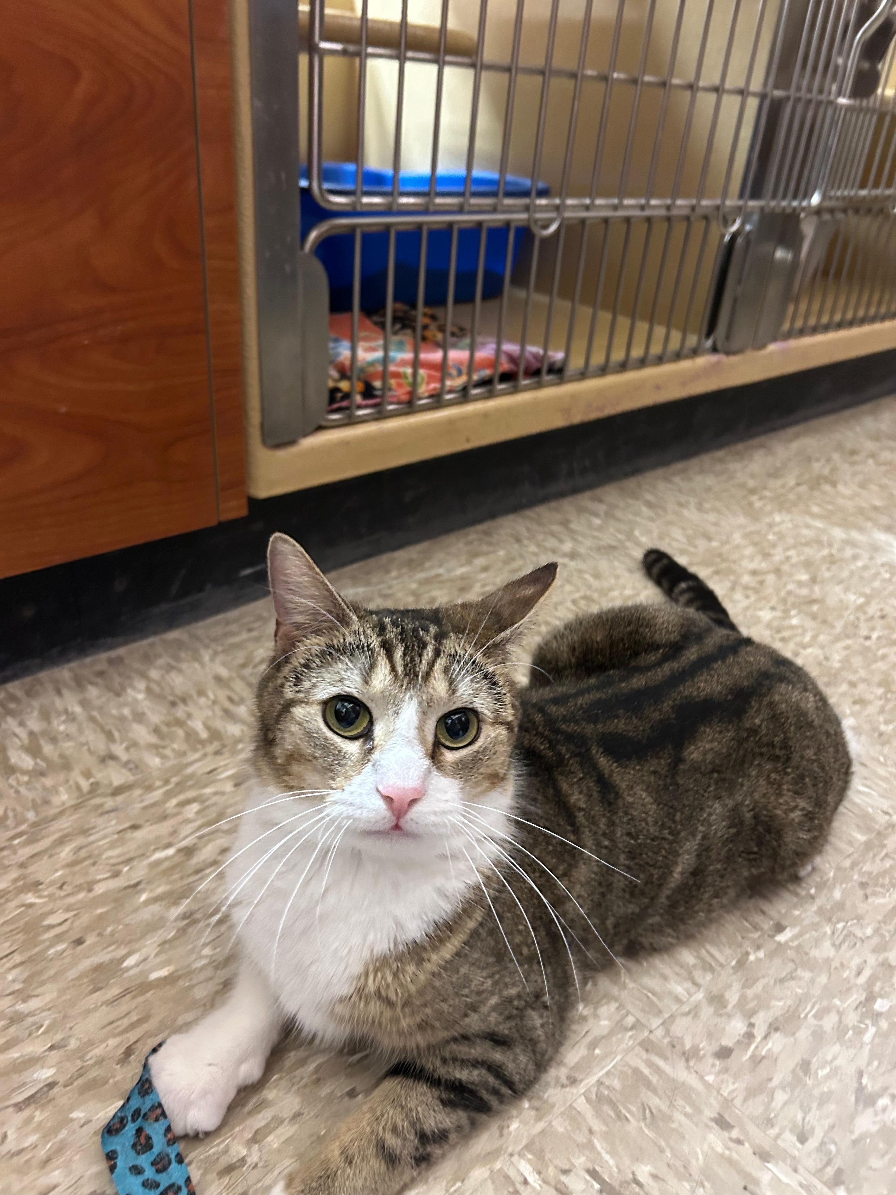 Enlarge Pretty Girl, a ADOPTABLE Domestic Short Hair in Canton, MA image 5/5