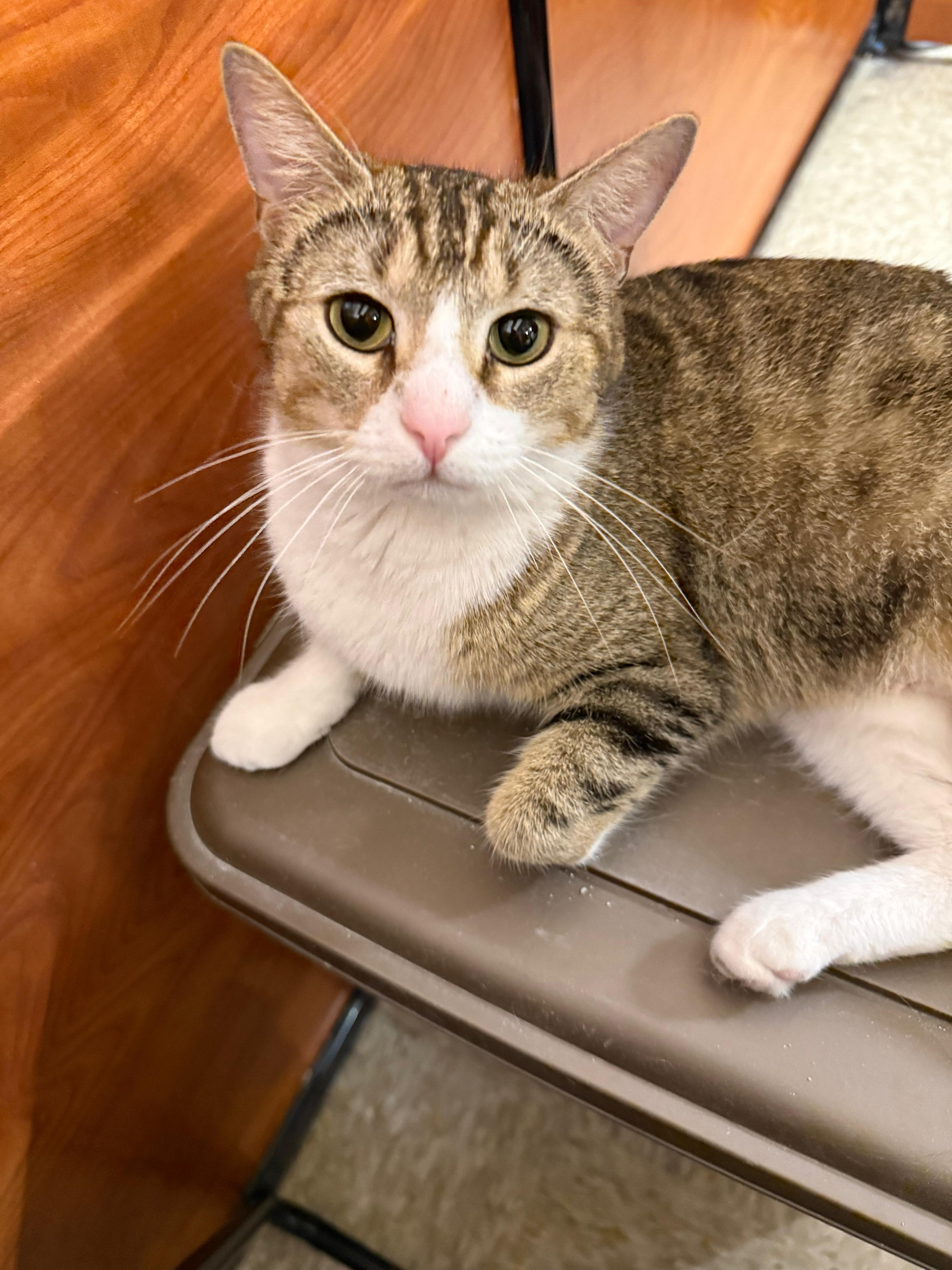 Enlarge Pretty Girl, a ADOPTABLE Domestic Short Hair in Canton, MA image 2/5