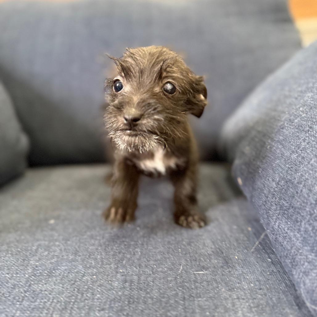 Baxter, Adoptable, Puppy Male Terrier & Mixed Breed.