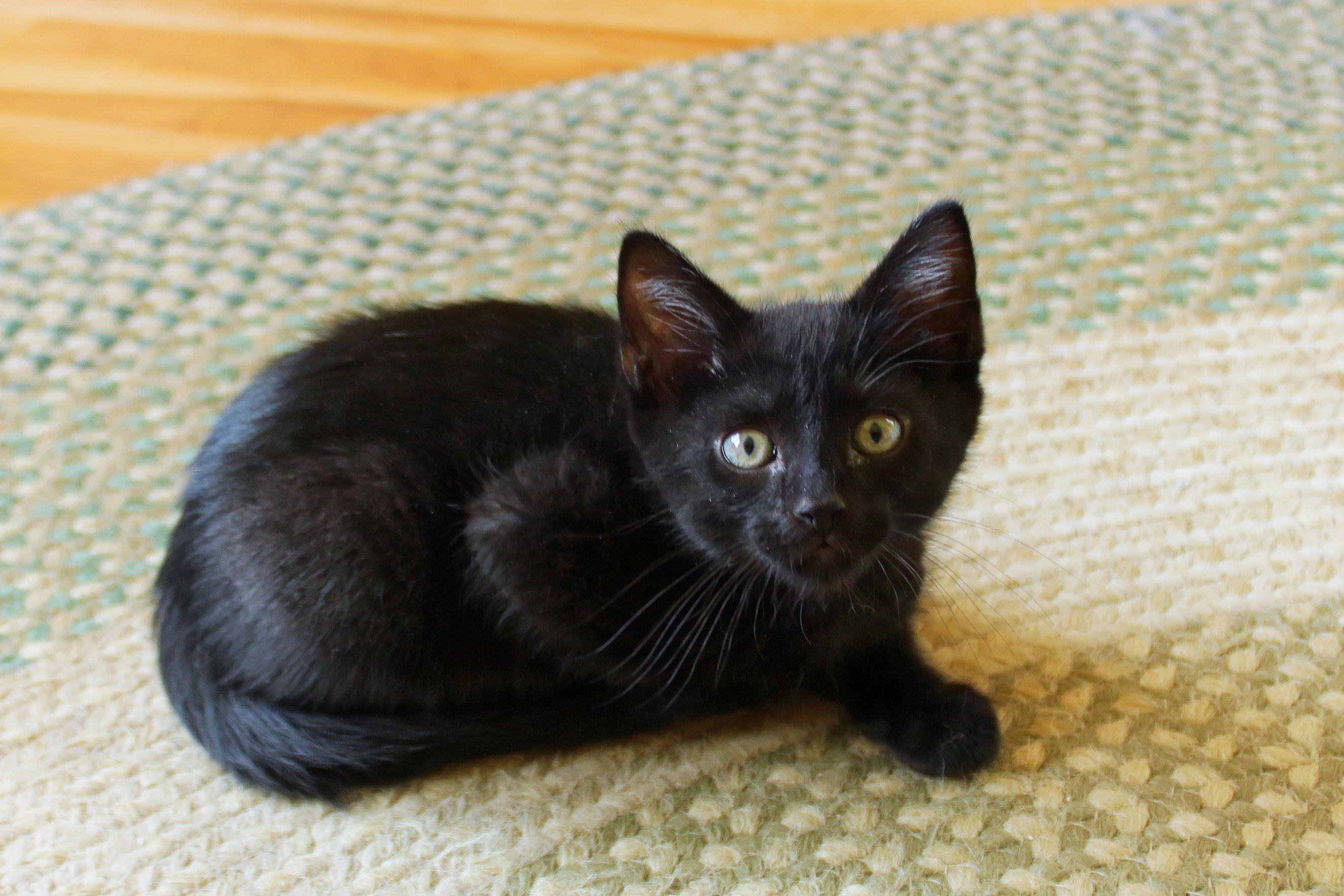 Enlarge Saturn, a ADOPTABLE mixed breed in Urbana, OH image 4/6