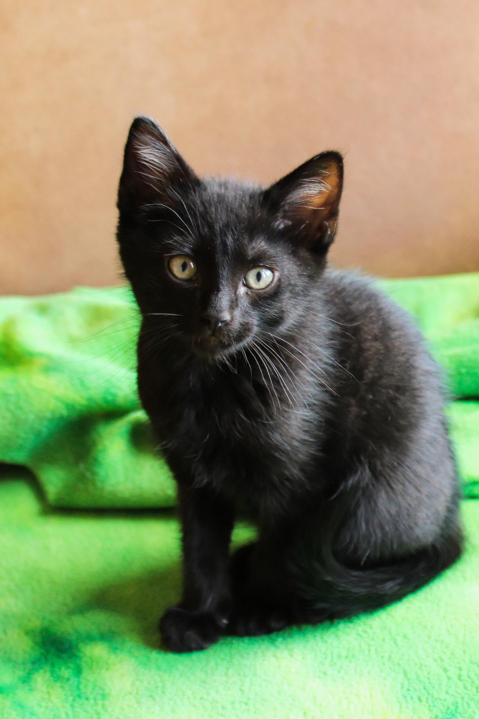 Enlarge Saturn, a ADOPTABLE mixed breed in Urbana, OH image 5/6