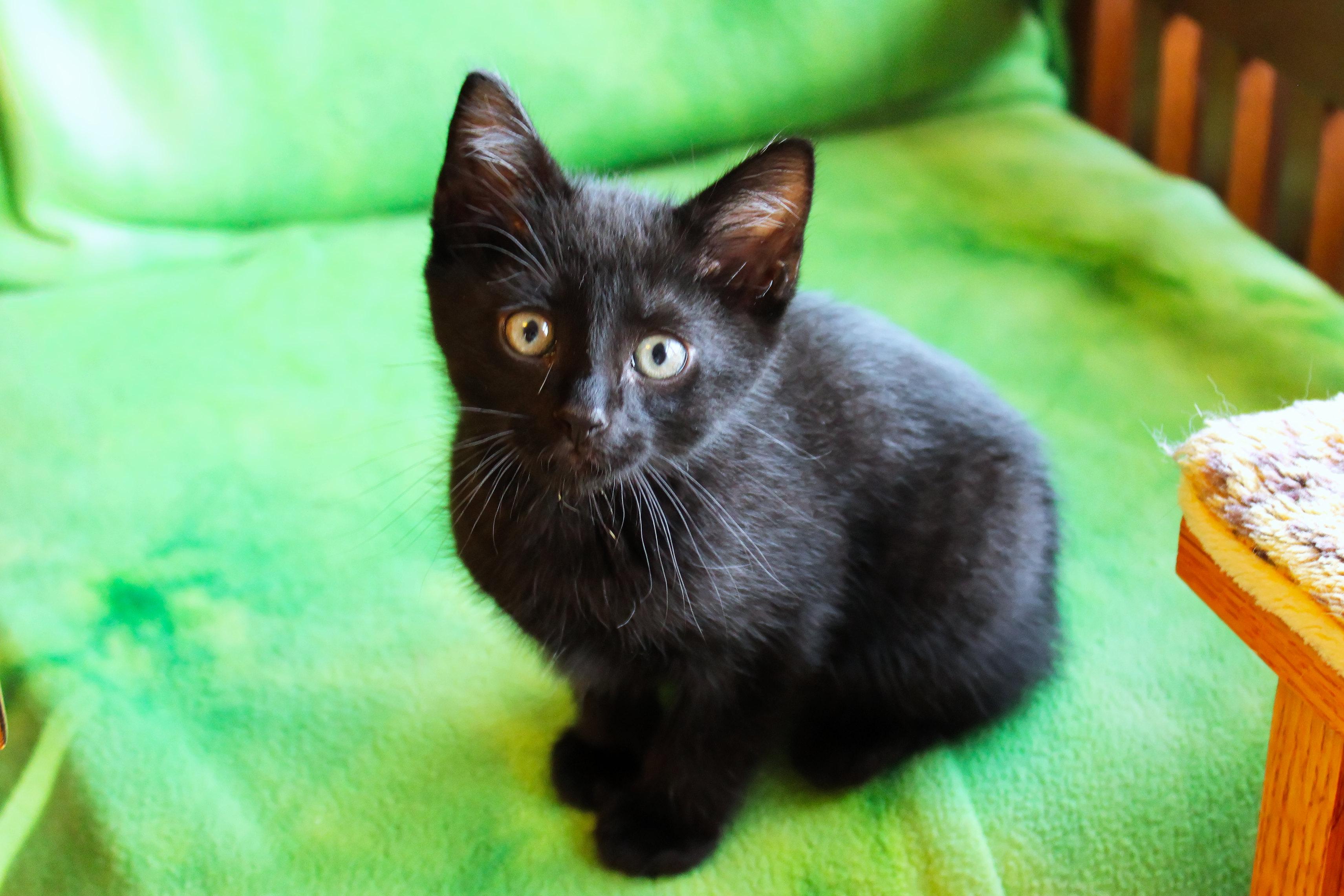 Enlarge Saturn, a ADOPTABLE mixed breed in Urbana, OH image 3/6