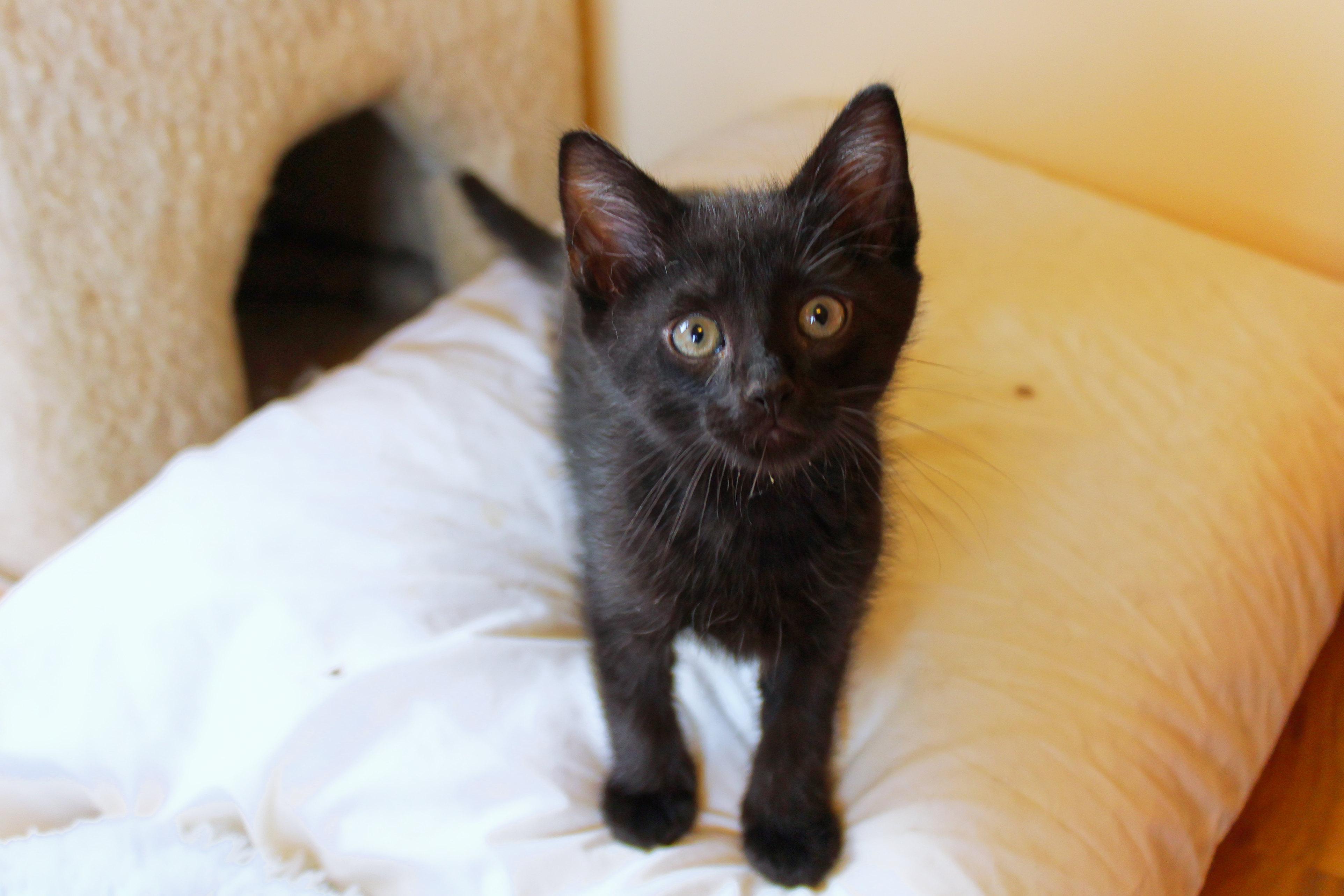 Enlarge Saturn, a ADOPTABLE mixed breed in Urbana, OH image 6/6