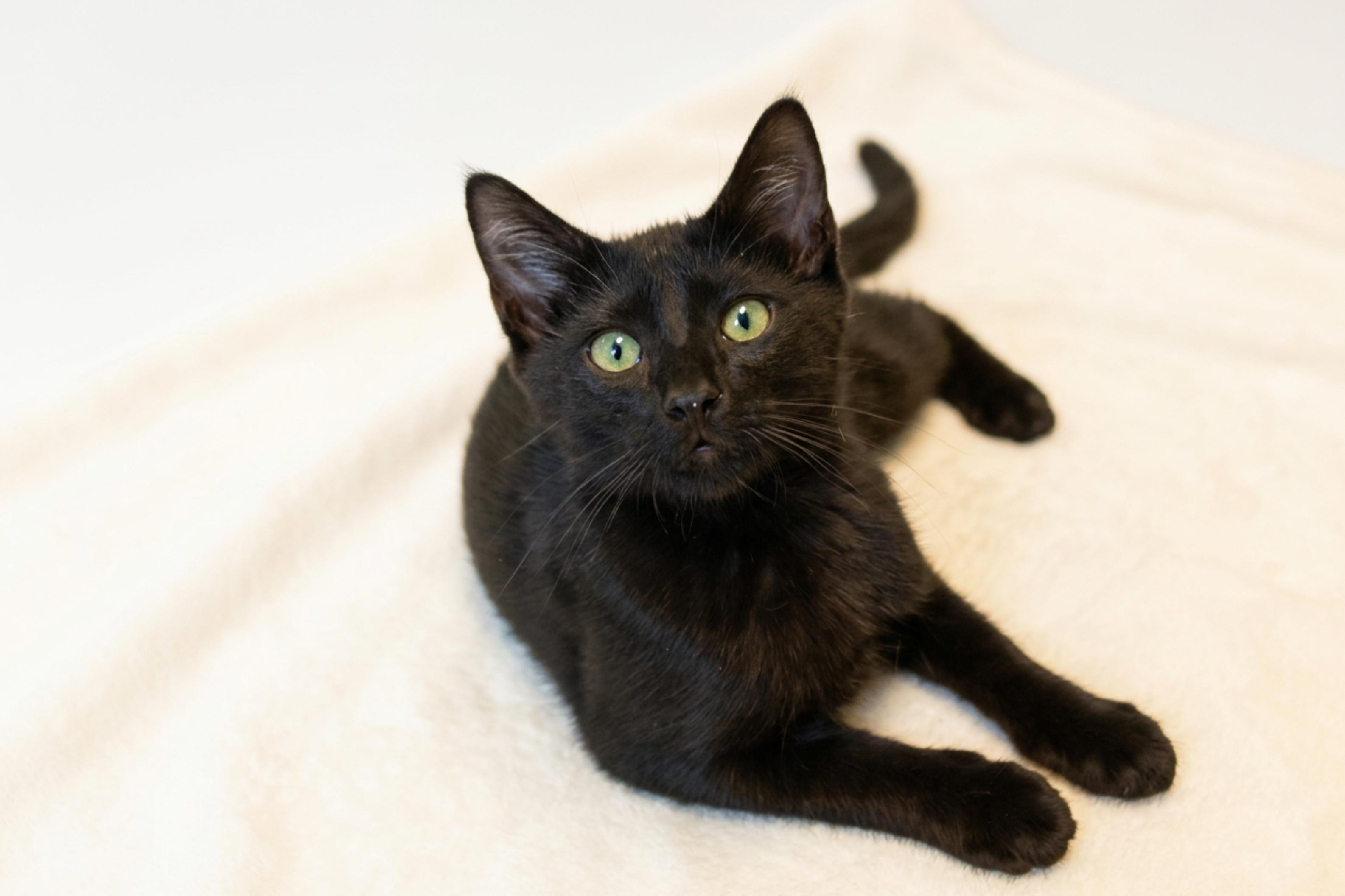 Enlarge Saturn, a ADOPTABLE mixed breed in Urbana, OH image 1/6