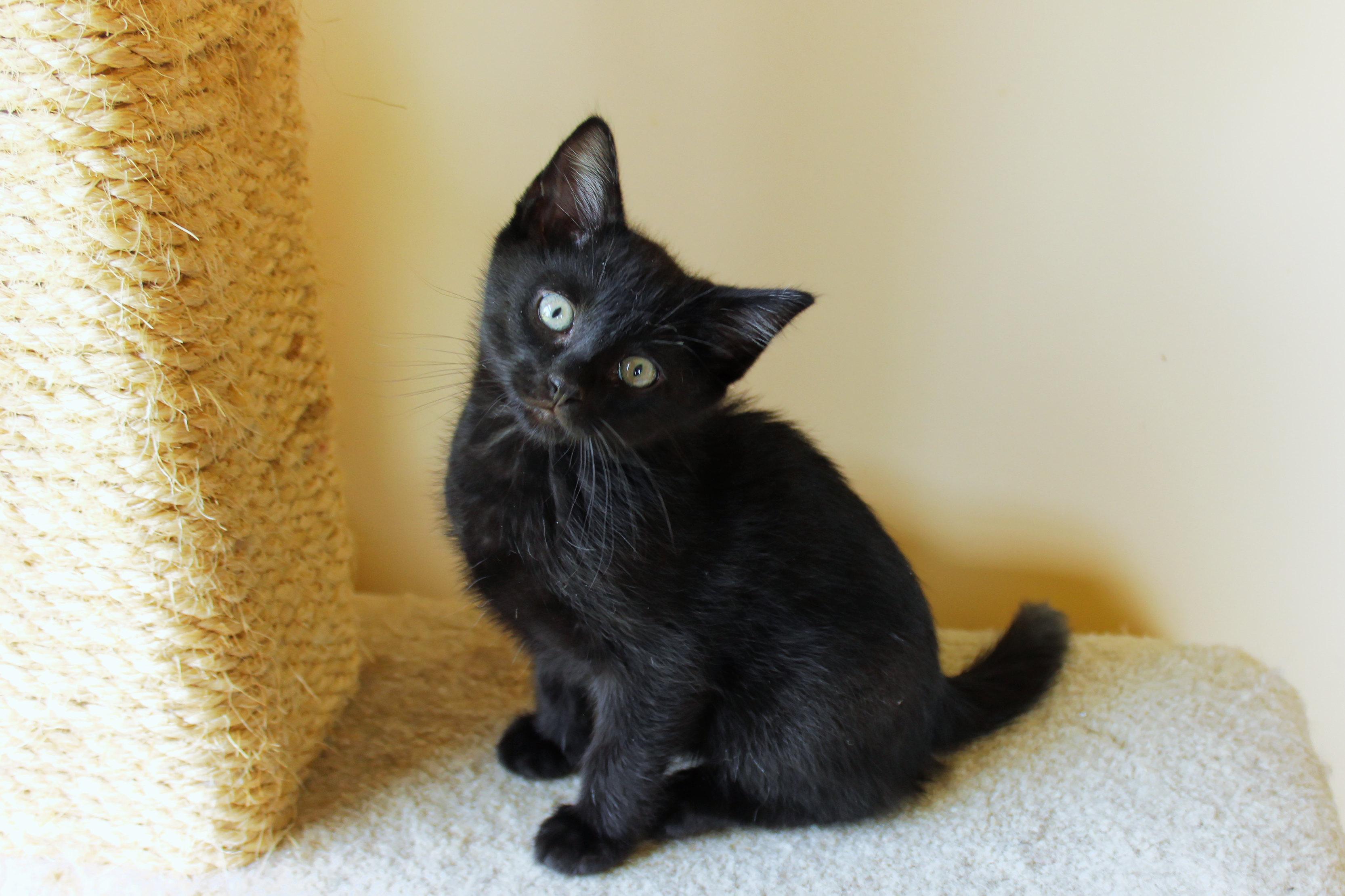 Enlarge Saturn, a ADOPTABLE mixed breed in Urbana, OH image 2/6