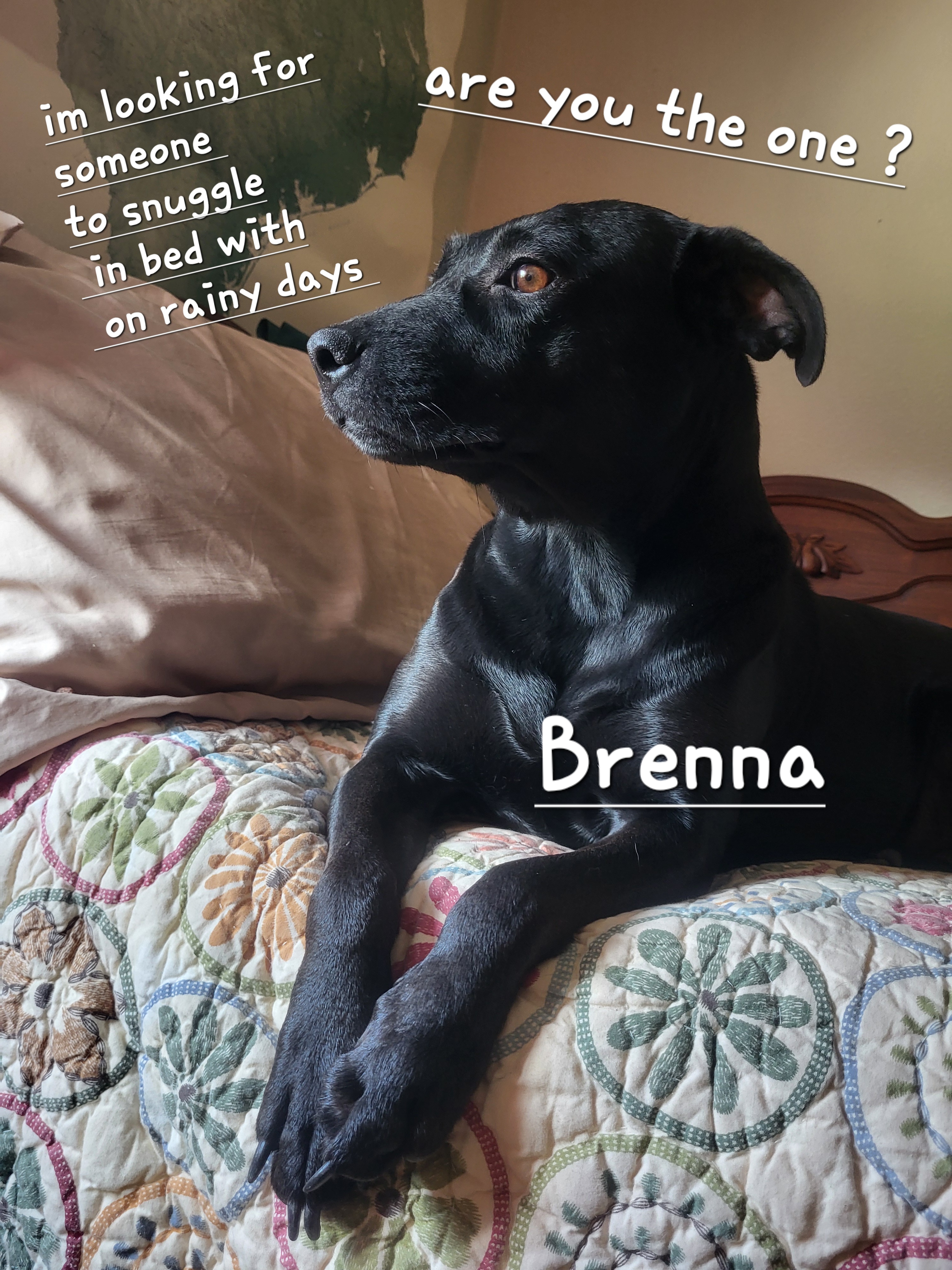Brenna, Adult Female unknown