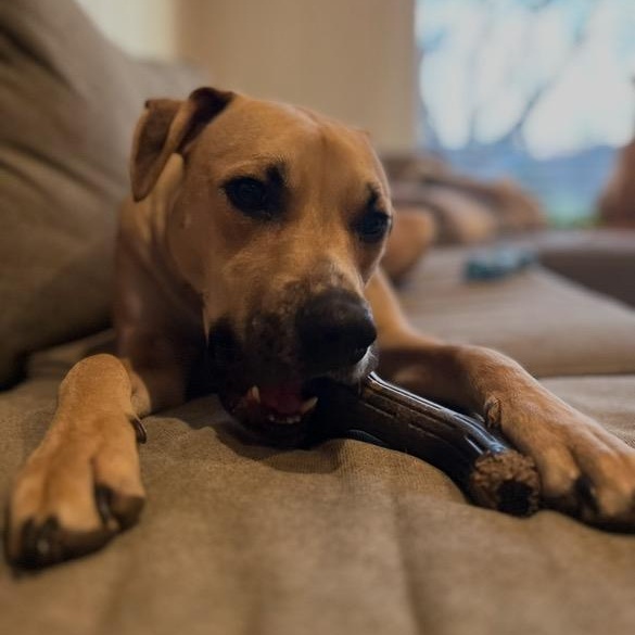 Enlarge Duke, a Adoptable mixed breed in Mount Bethel, PA image 2/2