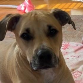 Duke, Adoptable, Adult Male Mountain Cur & Pit Bull Terrier.