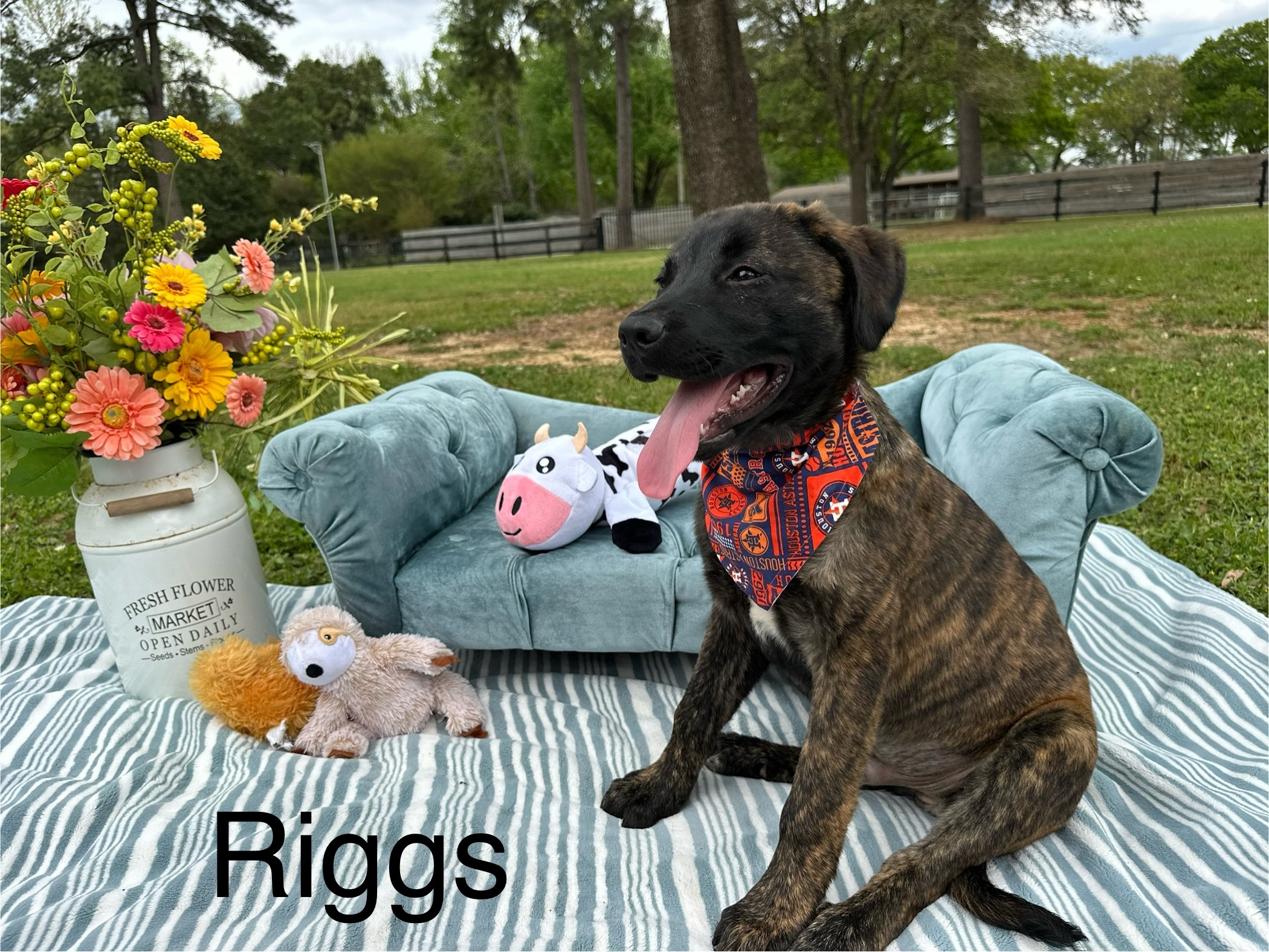 Riggs, a Adopted mixed breed in Huntington, NY image 2/6