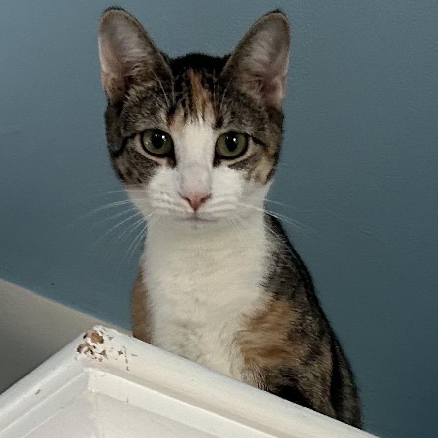 Cannoli, Adoptable, Adult Female Domestic Short Hair.