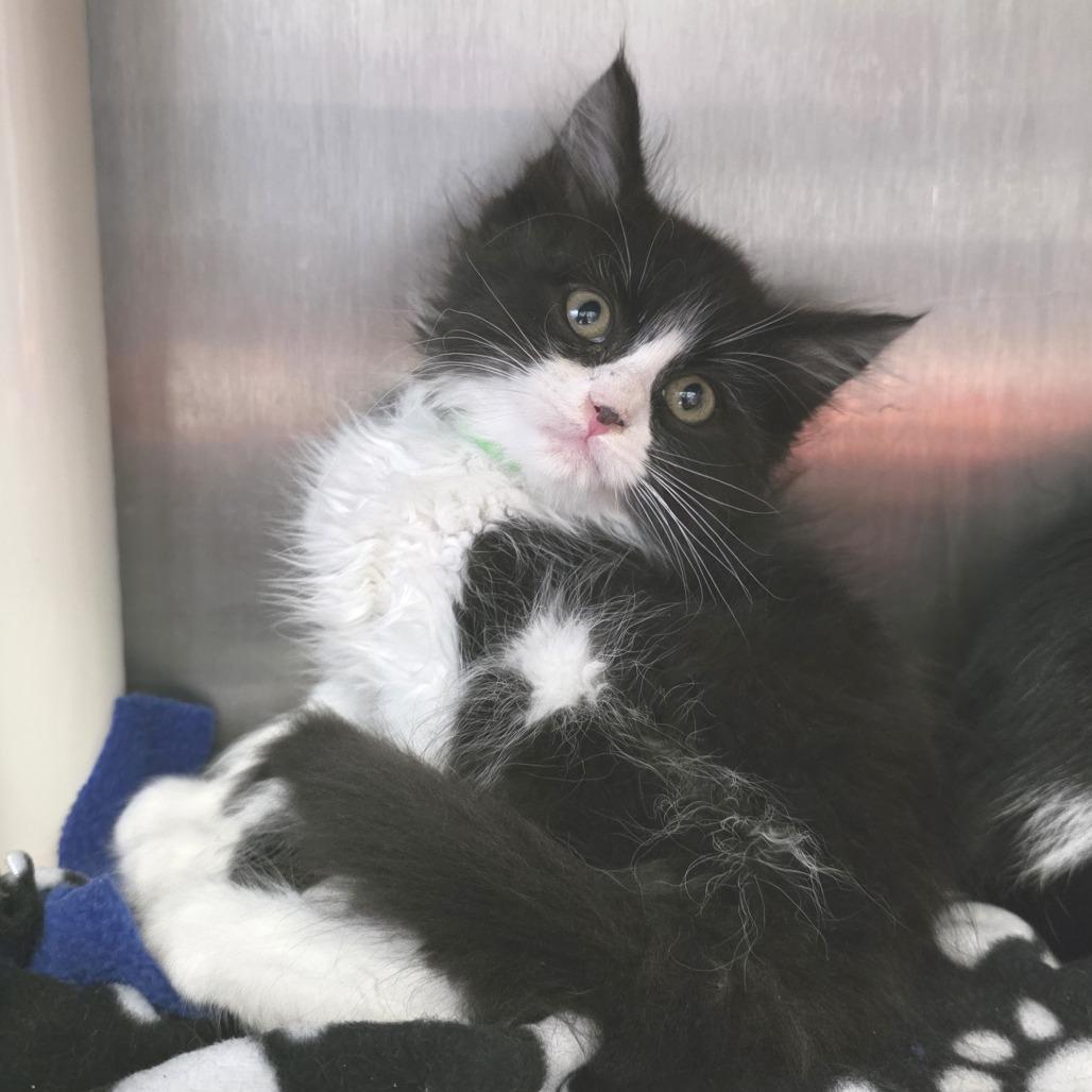 Enlarge Hookfang, a Adoptable Domestic Medium Hair in Fort Wayne, IN image 1/3