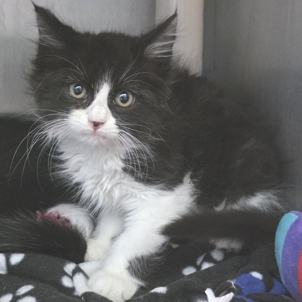 Enlarge Hookfang, a Adoptable Domestic Medium Hair in Fort Wayne, IN image 2/3