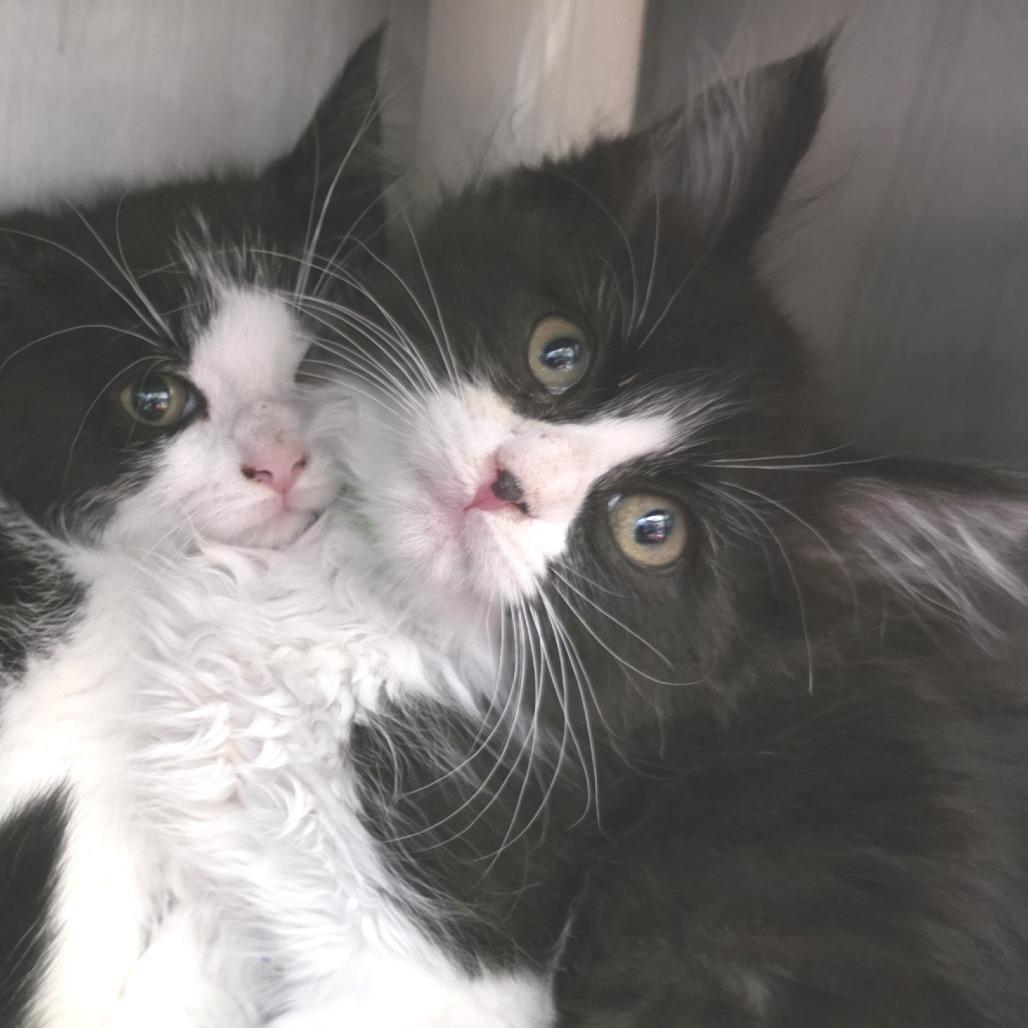 Enlarge Hookfang, a Adoptable Domestic Medium Hair in Fort Wayne, IN image 3/3