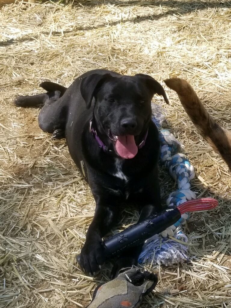 Girdy, a Adoptable mixed breed in Carthage, MS image 1/10