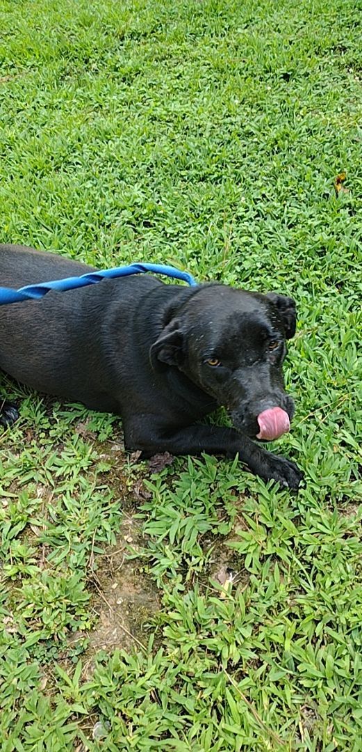 Girdy, a Adoptable mixed breed in Carthage, MS image 2/10