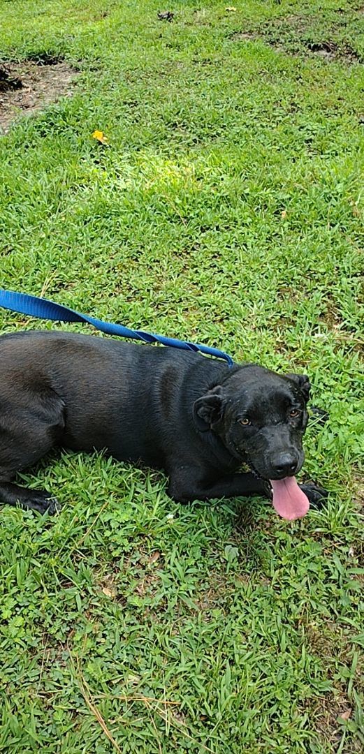 Girdy, a Adoptable mixed breed in Carthage, MS image 3/10