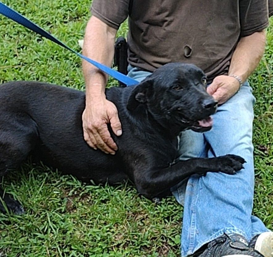 Girdy, a Adoptable mixed breed in Carthage, MS image 4/10