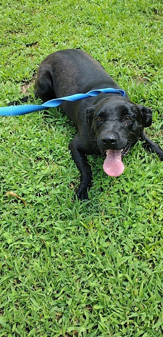 Girdy, a Adoptable mixed breed in Carthage, MS image 5/10