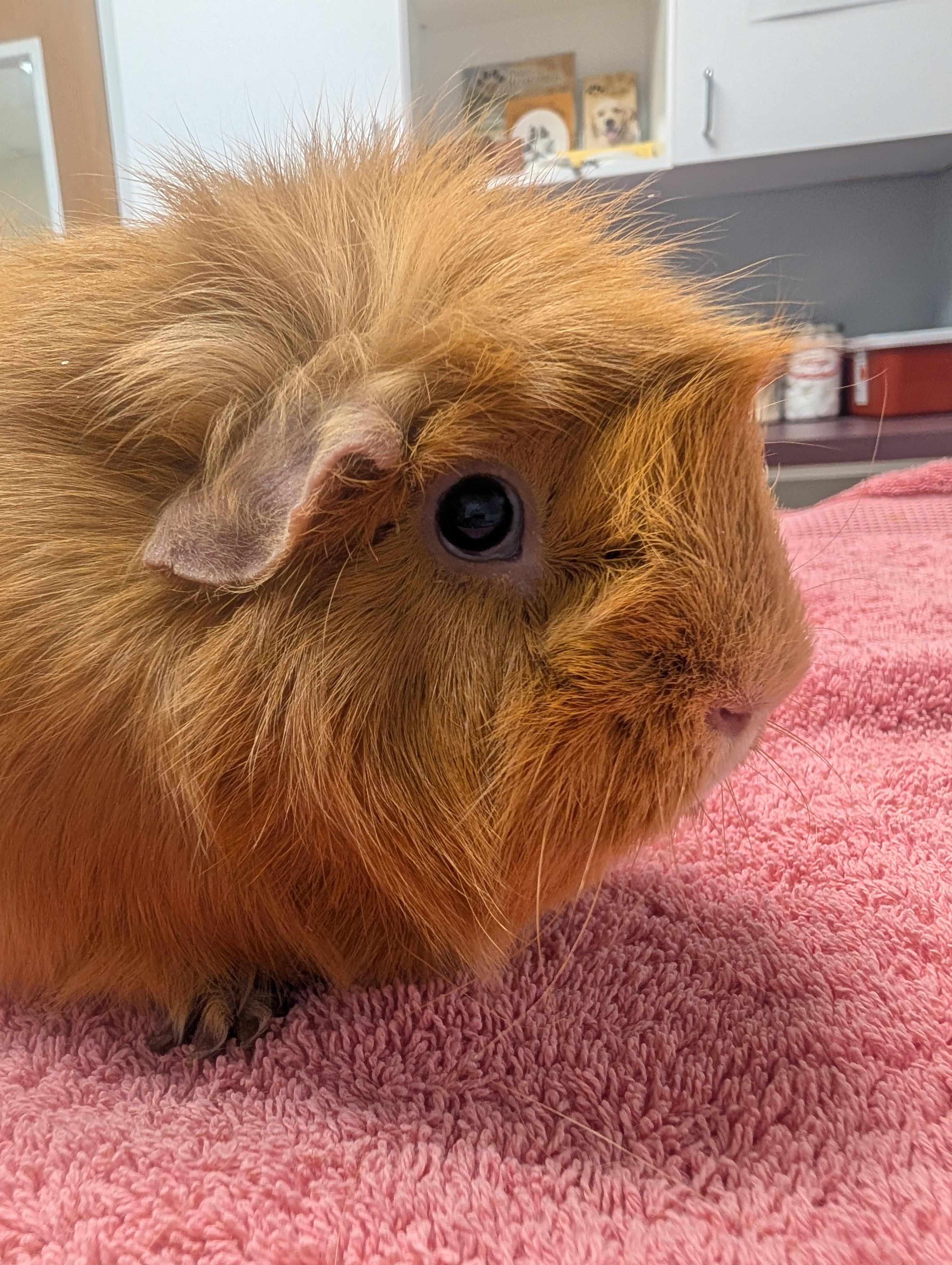 Enlarge Chuckles , an adopted Abyssinian in Merrill, MI image 1/3