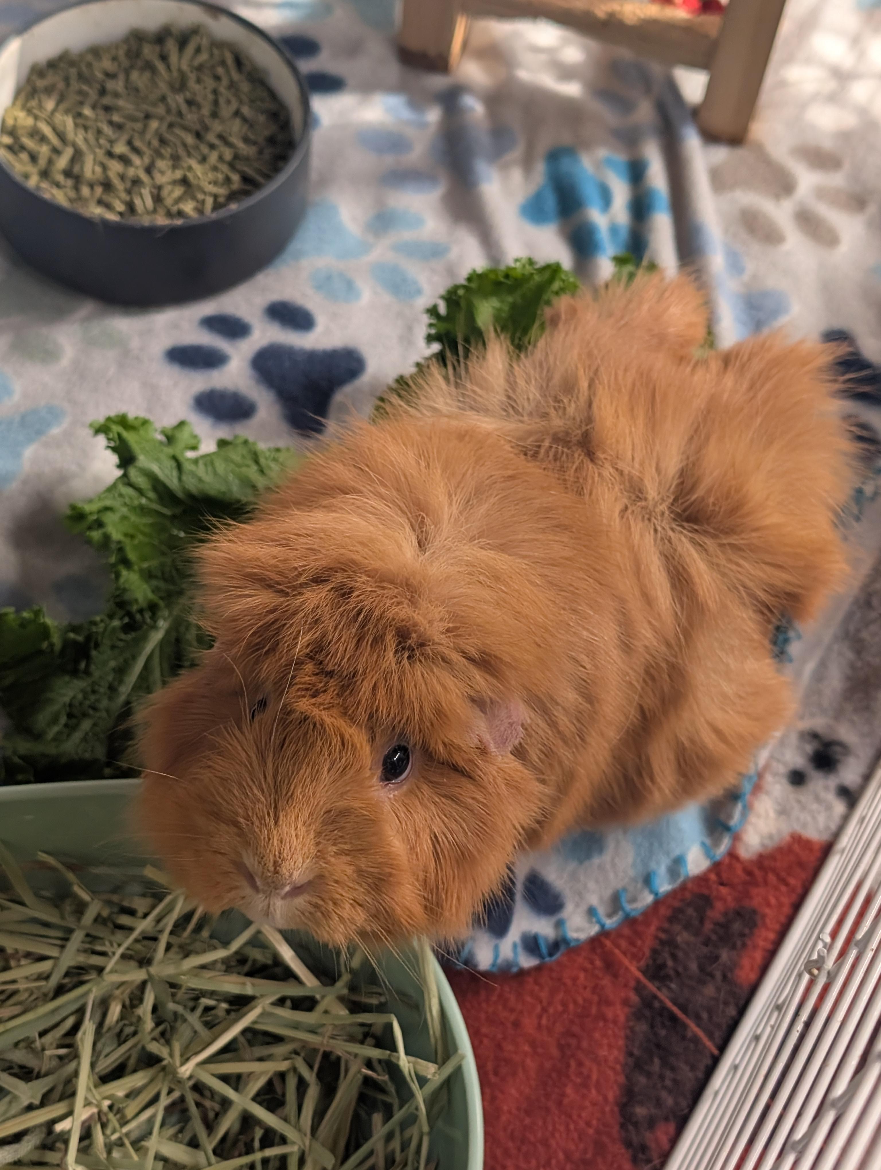 Enlarge Chuckles , an adopted Abyssinian in Merrill, MI image 3/3