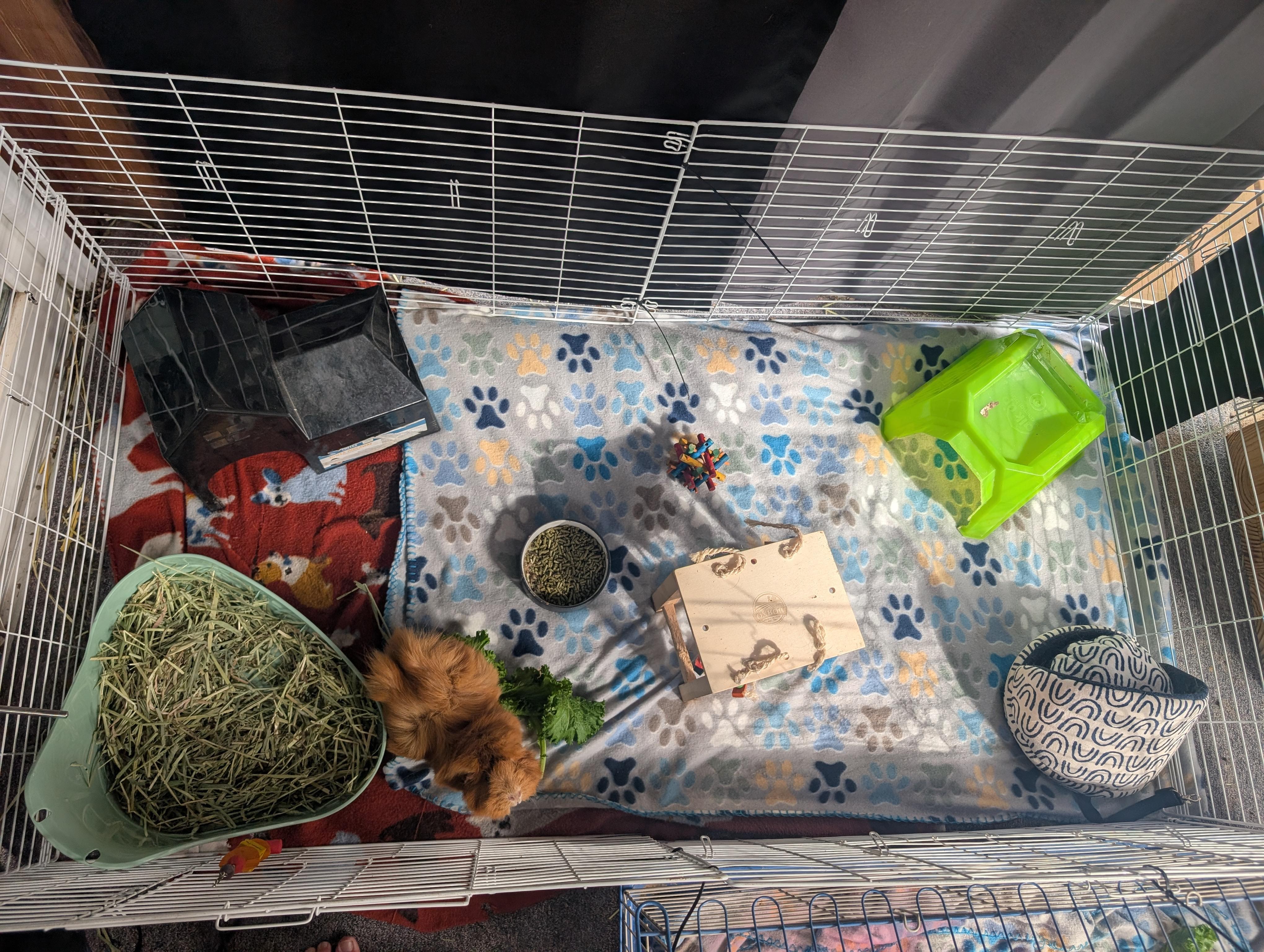 Enlarge Chuckles , an adopted Abyssinian in Merrill, MI image 2/3