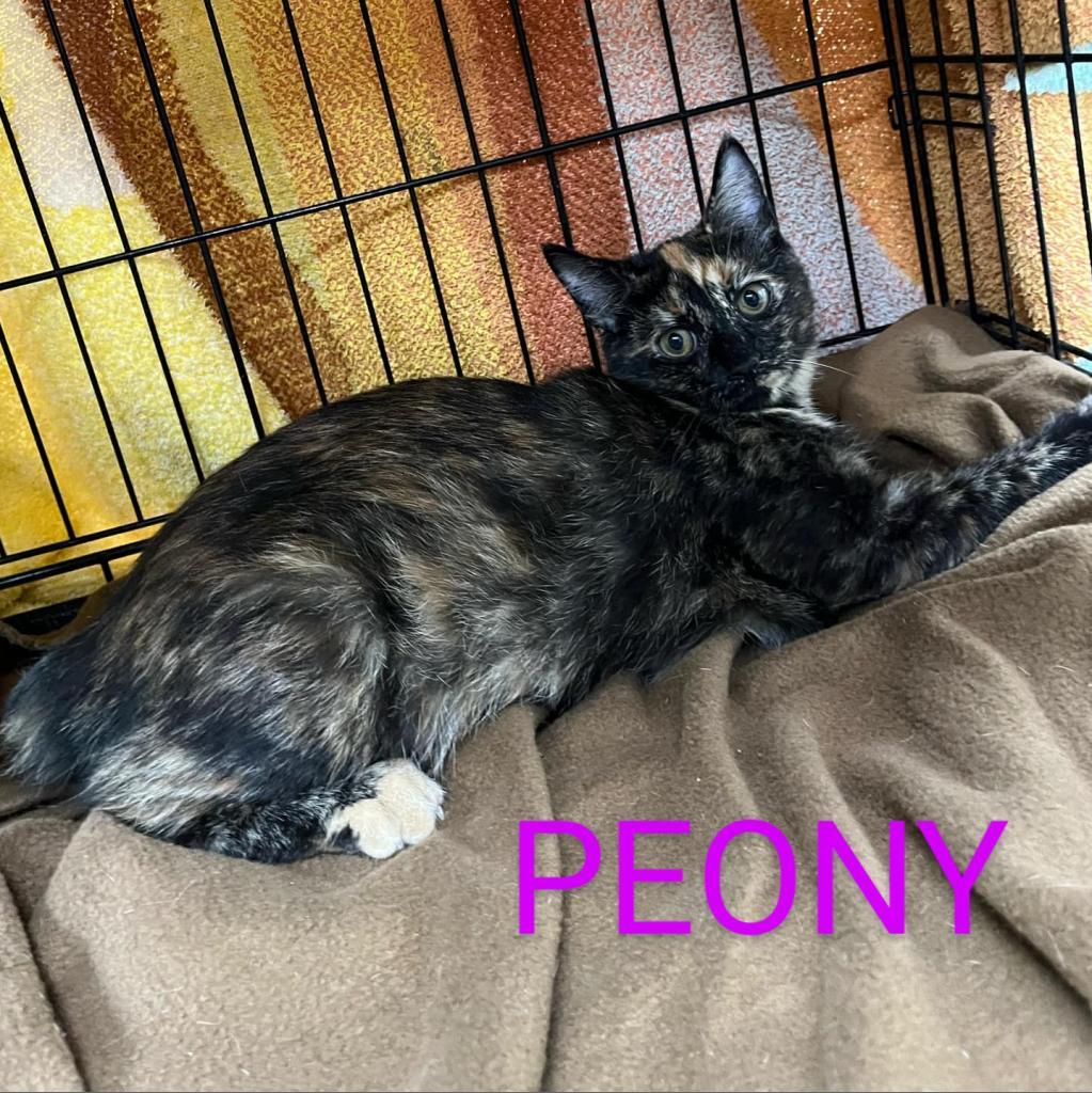 Enlarge Peony, a Adoptable Domestic Short Hair in Union City, PA image 1/4