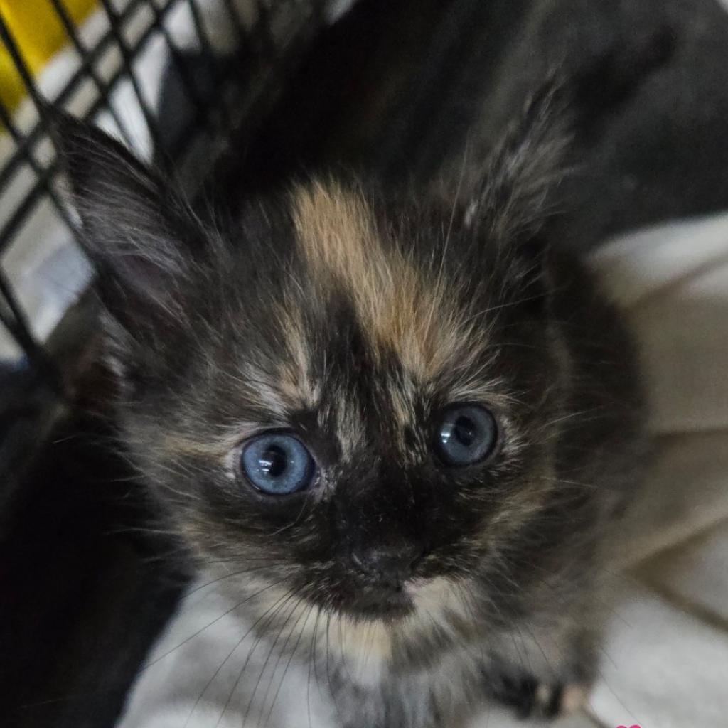 Enlarge Peony, a Adoptable Domestic Short Hair in Union City, PA image 2/4