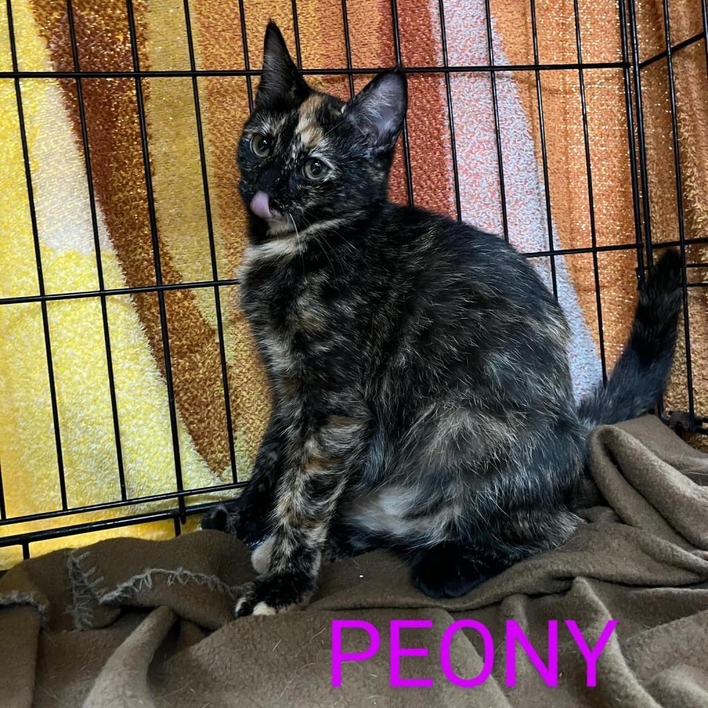 Enlarge Peony, a Adoptable Domestic Short Hair in Union City, PA image 3/4