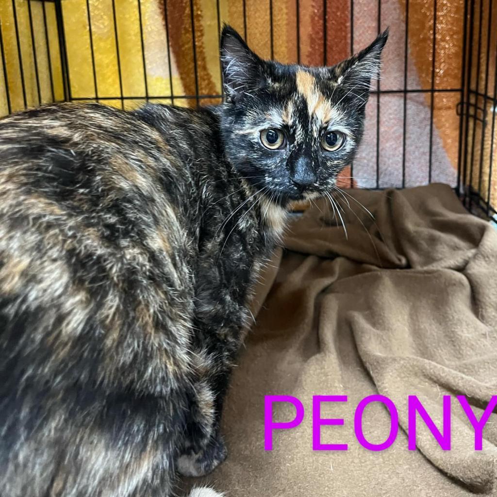 Enlarge Peony, a Adoptable Domestic Short Hair in Union City, PA image 4/4