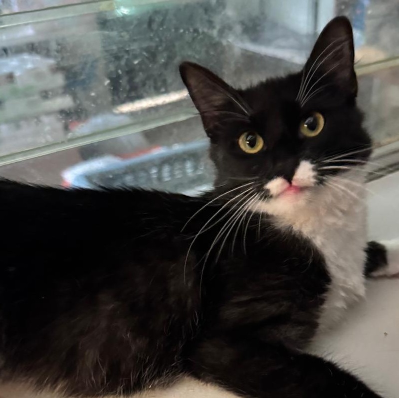 Gidget, ADOPTABLE, Kitten • Female, Tuxedo & American Bobtail.