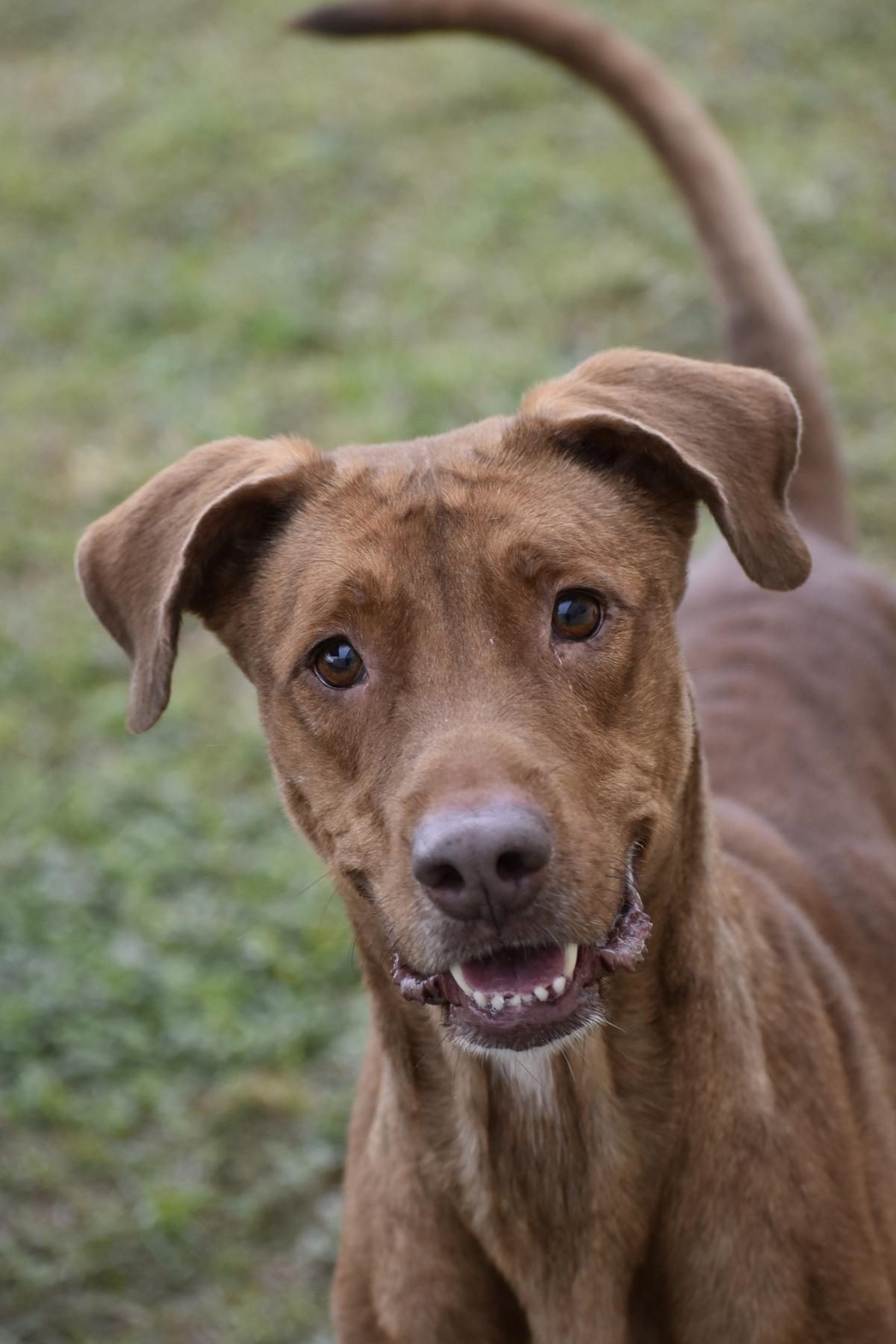 Bell County cruelty case dogs need rescue