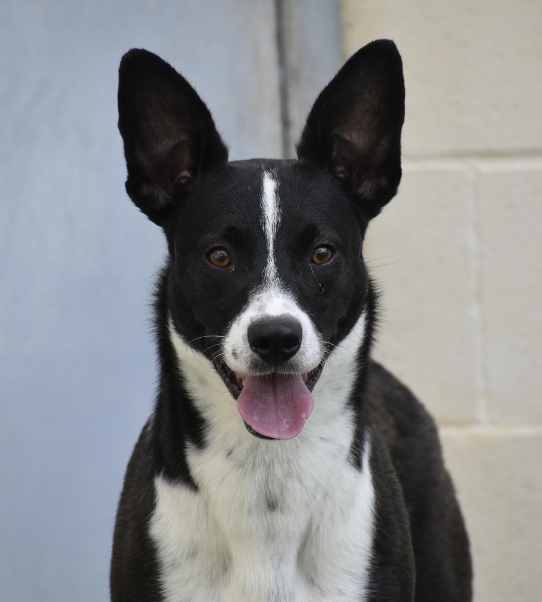 Bell County cruelty case dogs need rescue