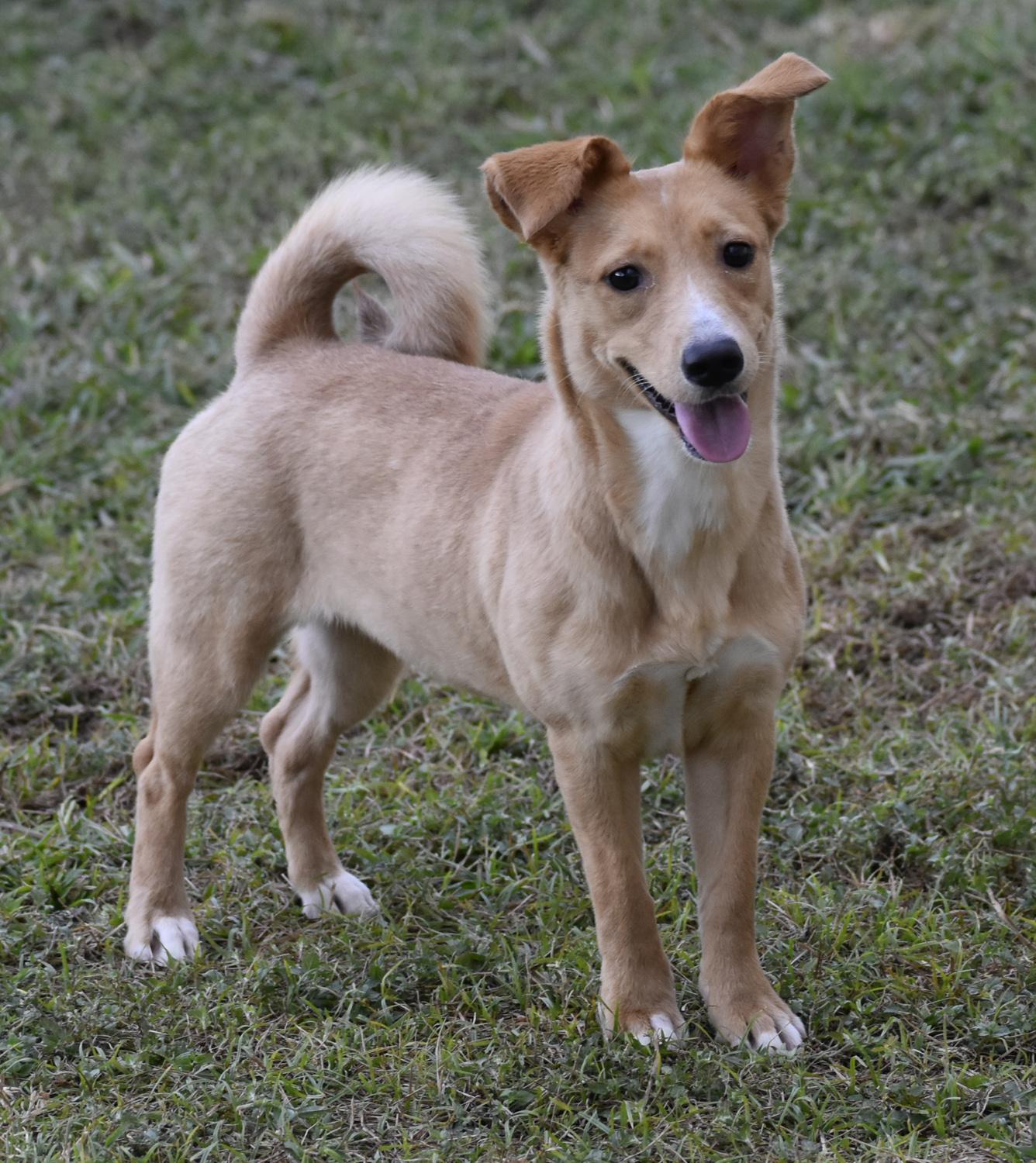 Bell County cruelty case dogs need rescue