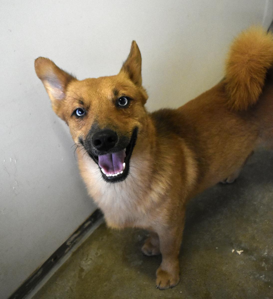 Bell County cruelty case dogs need rescue