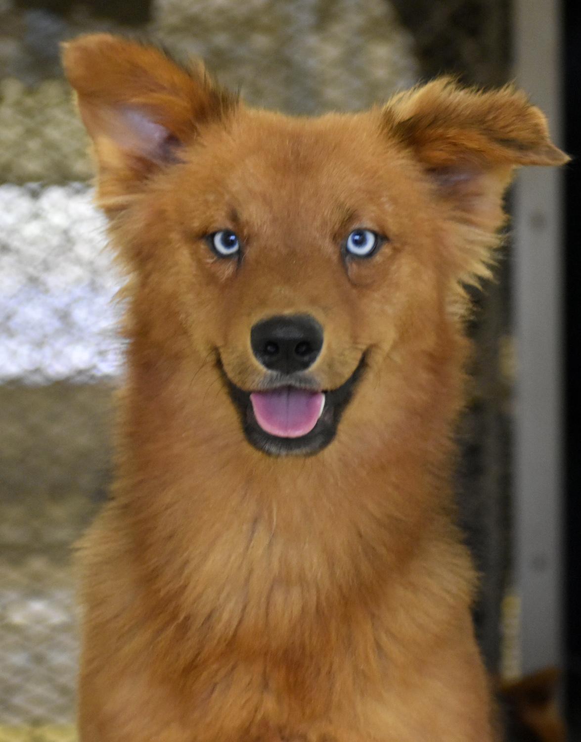 Bell County cruelty case dogs need rescue