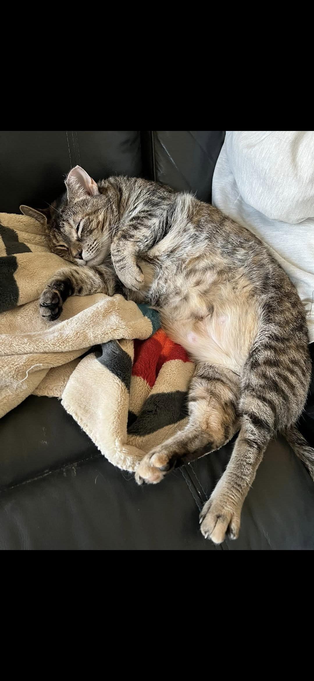 Penelope, Adoptable, Adult Female Domestic Short Hair.