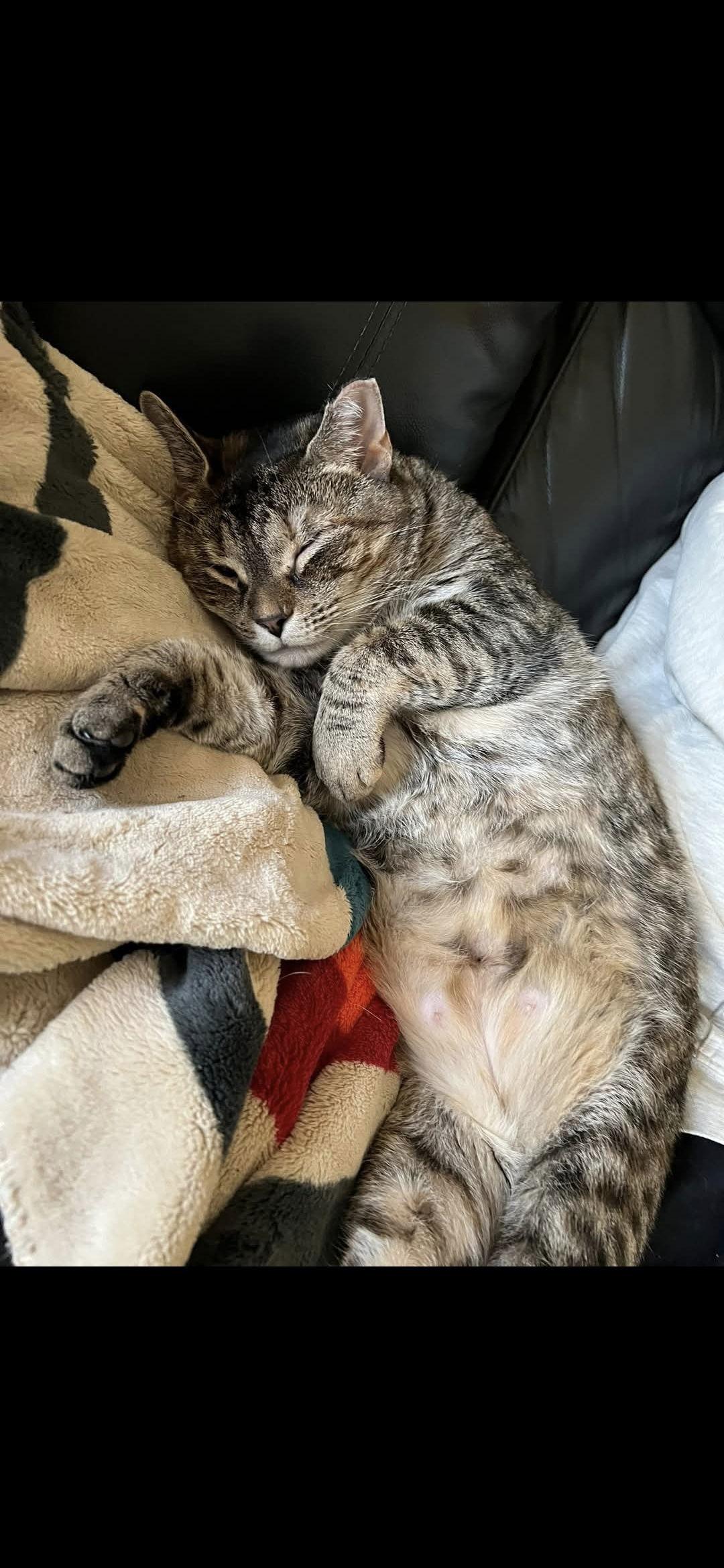 Penelope, a Adoptable Domestic Short Hair in Harrisburg, PA image 2/3