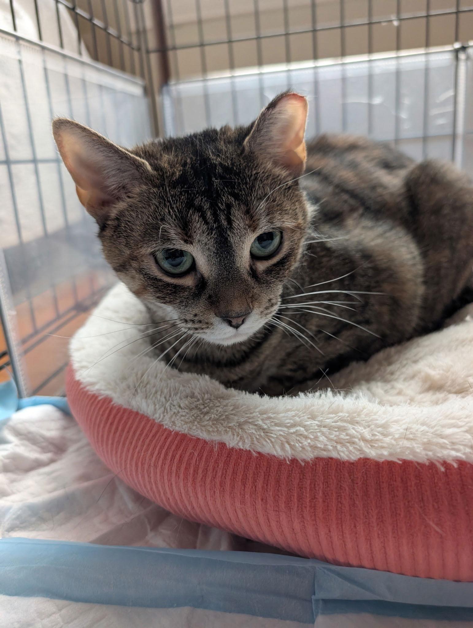 Penelope, a Adoptable Domestic Short Hair in Harrisburg, PA image 3/3