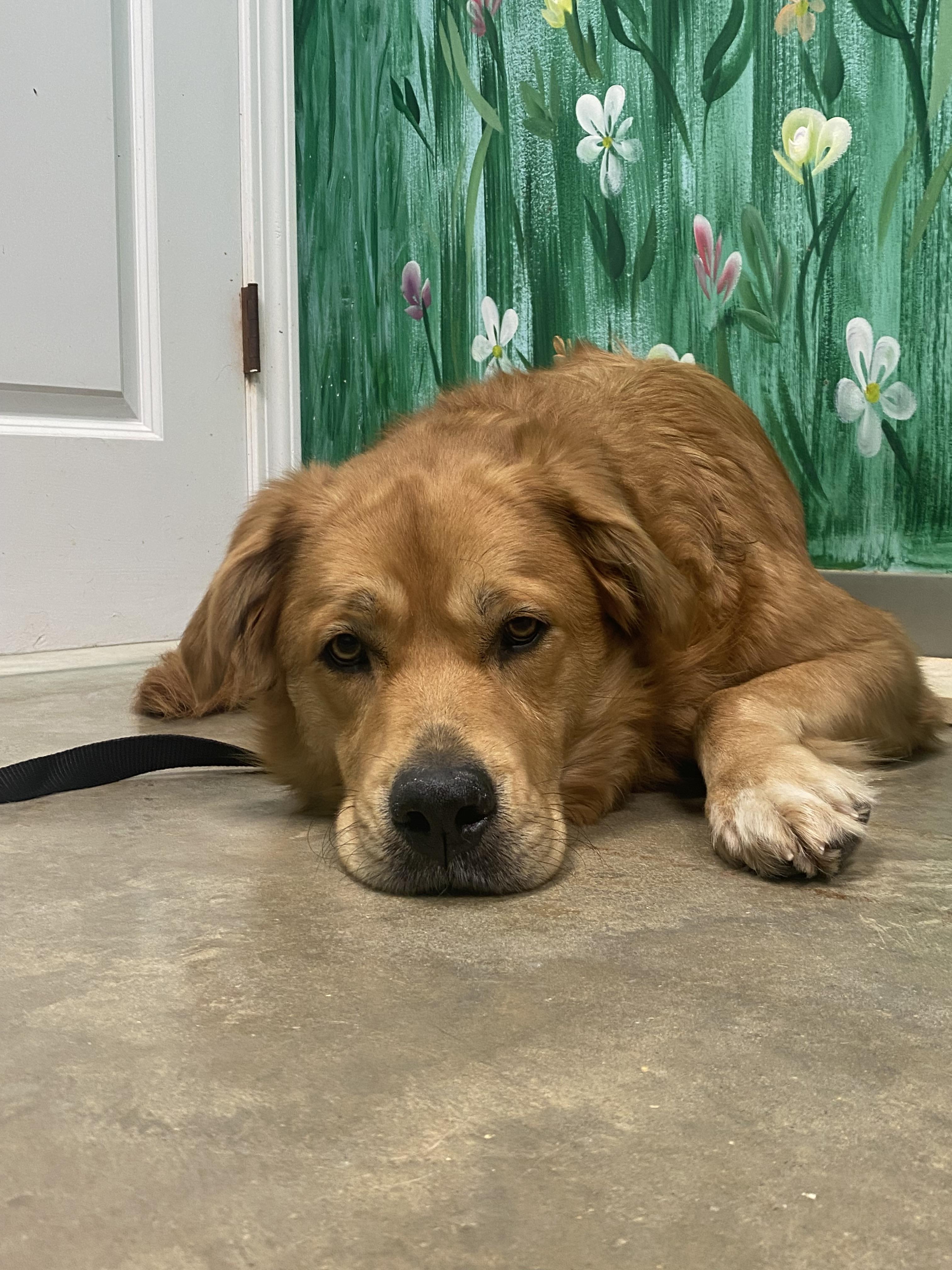 Enlarge Cora, a Adopted mixed breed in Godfrey, IL image 1/3